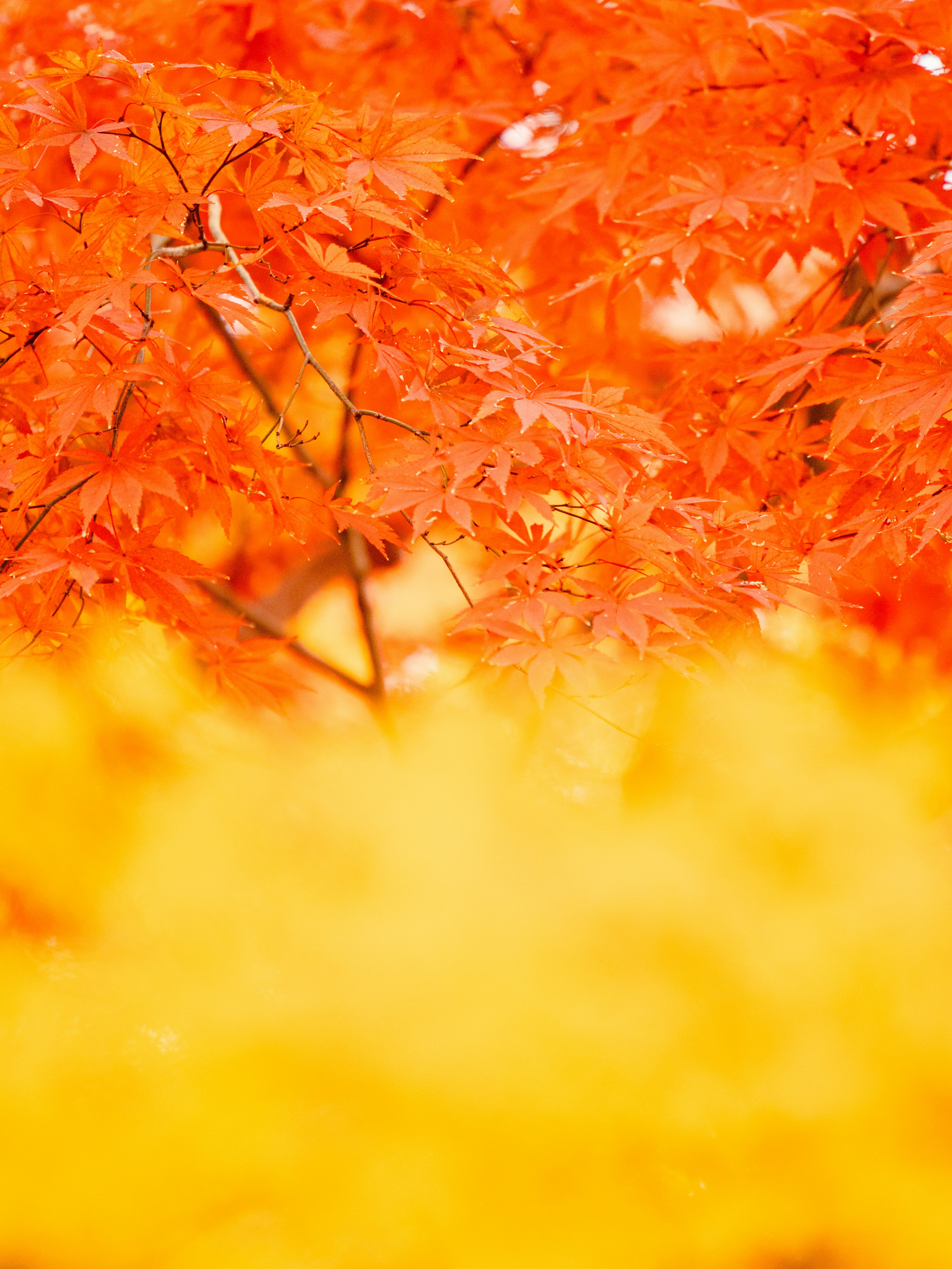 Lebendige orangefarbene Blätter mit einem sanften gelben Hintergrund, die die Farben des Herbstes zeigen