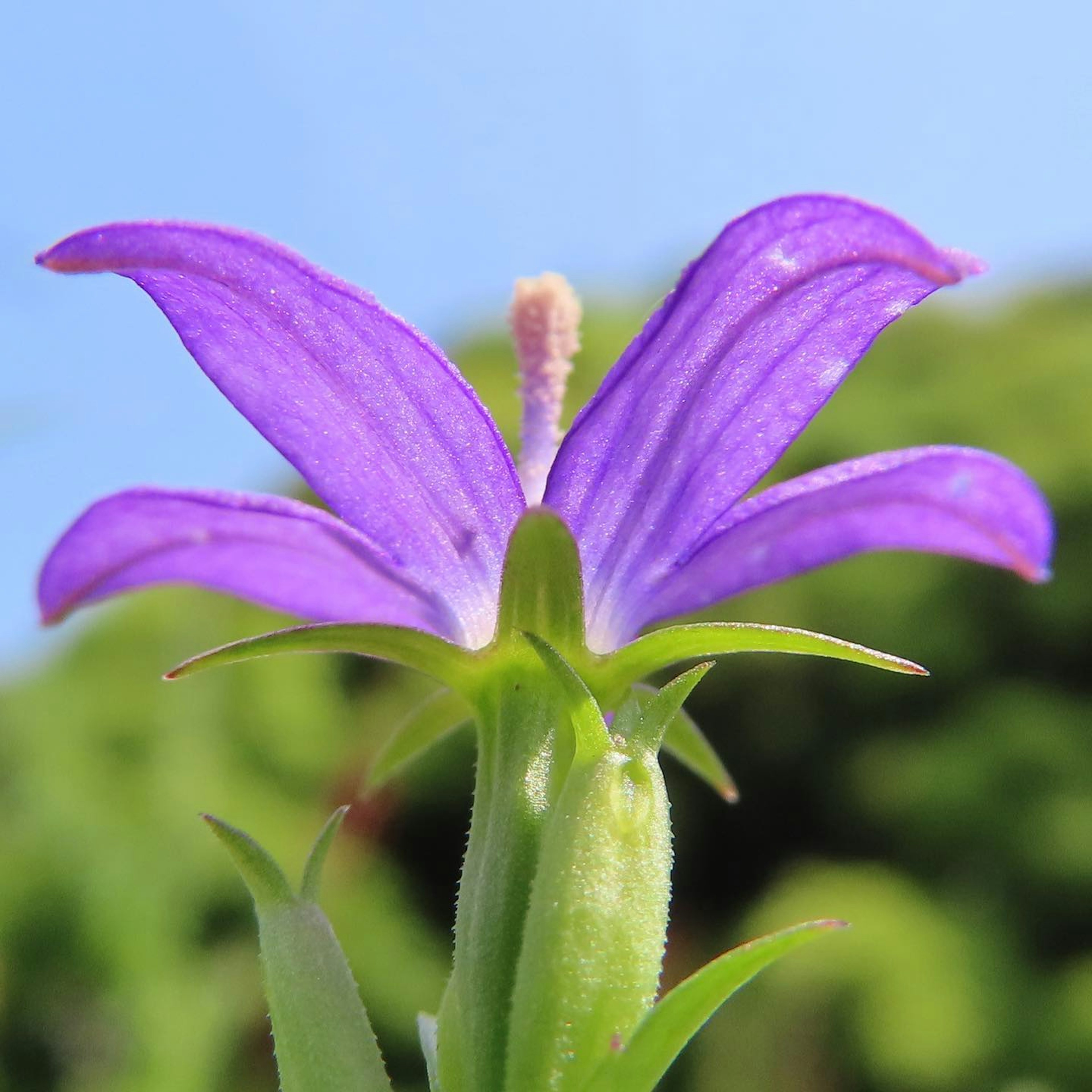 Gambar close-up bunga ungu yang cerah