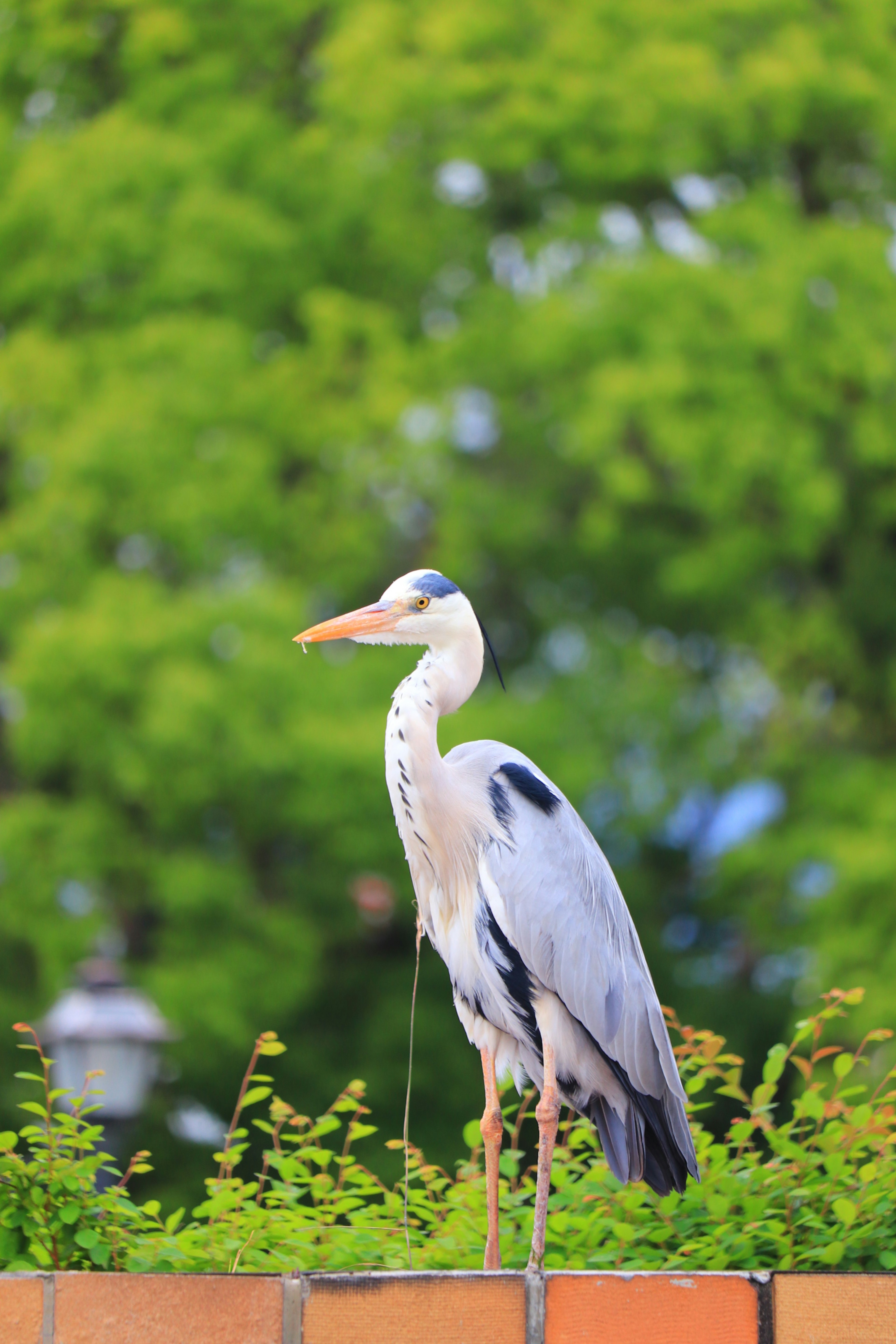 A heron standing on a wall with a green background