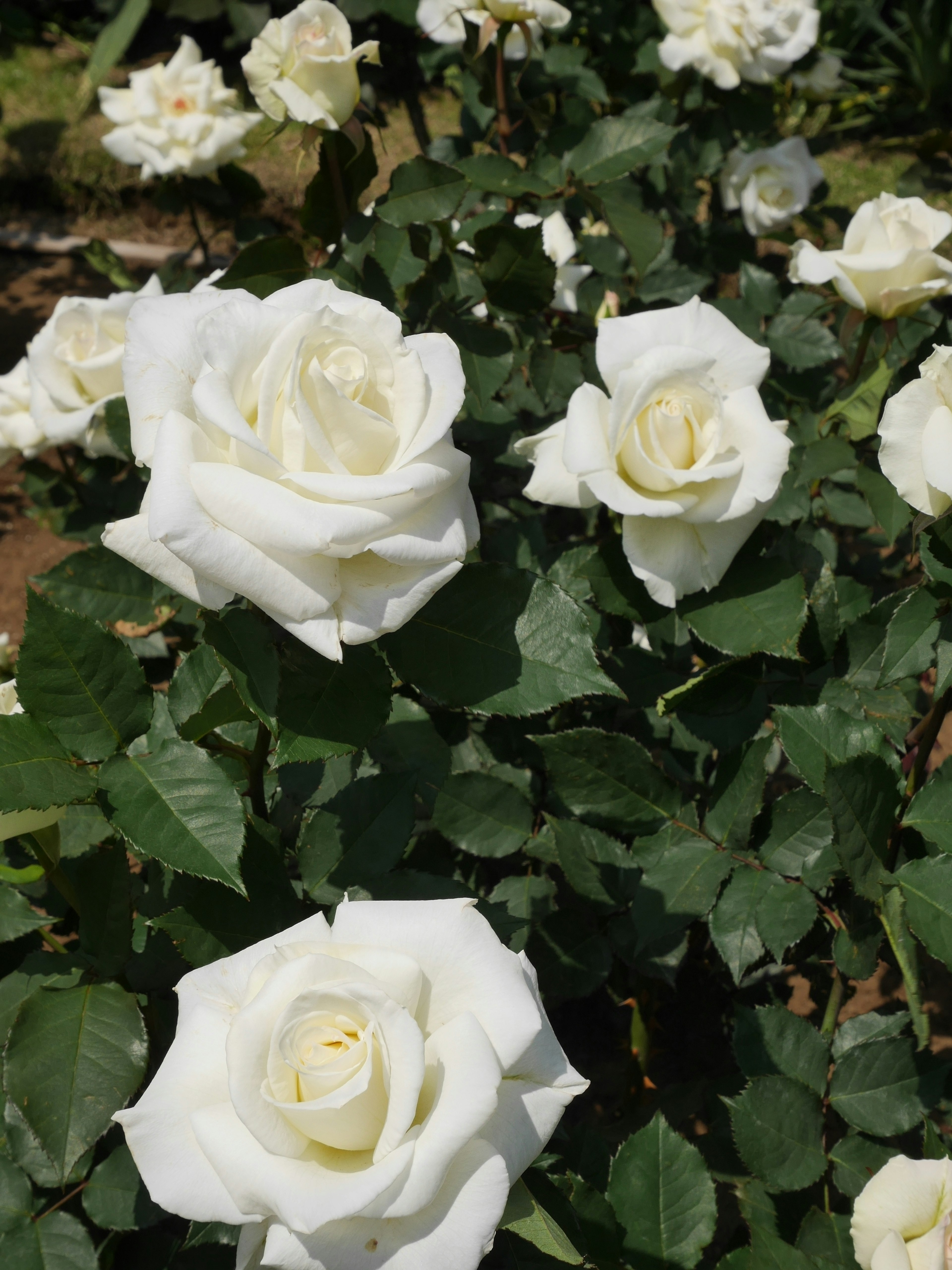 A garden scene featuring blooming white roses