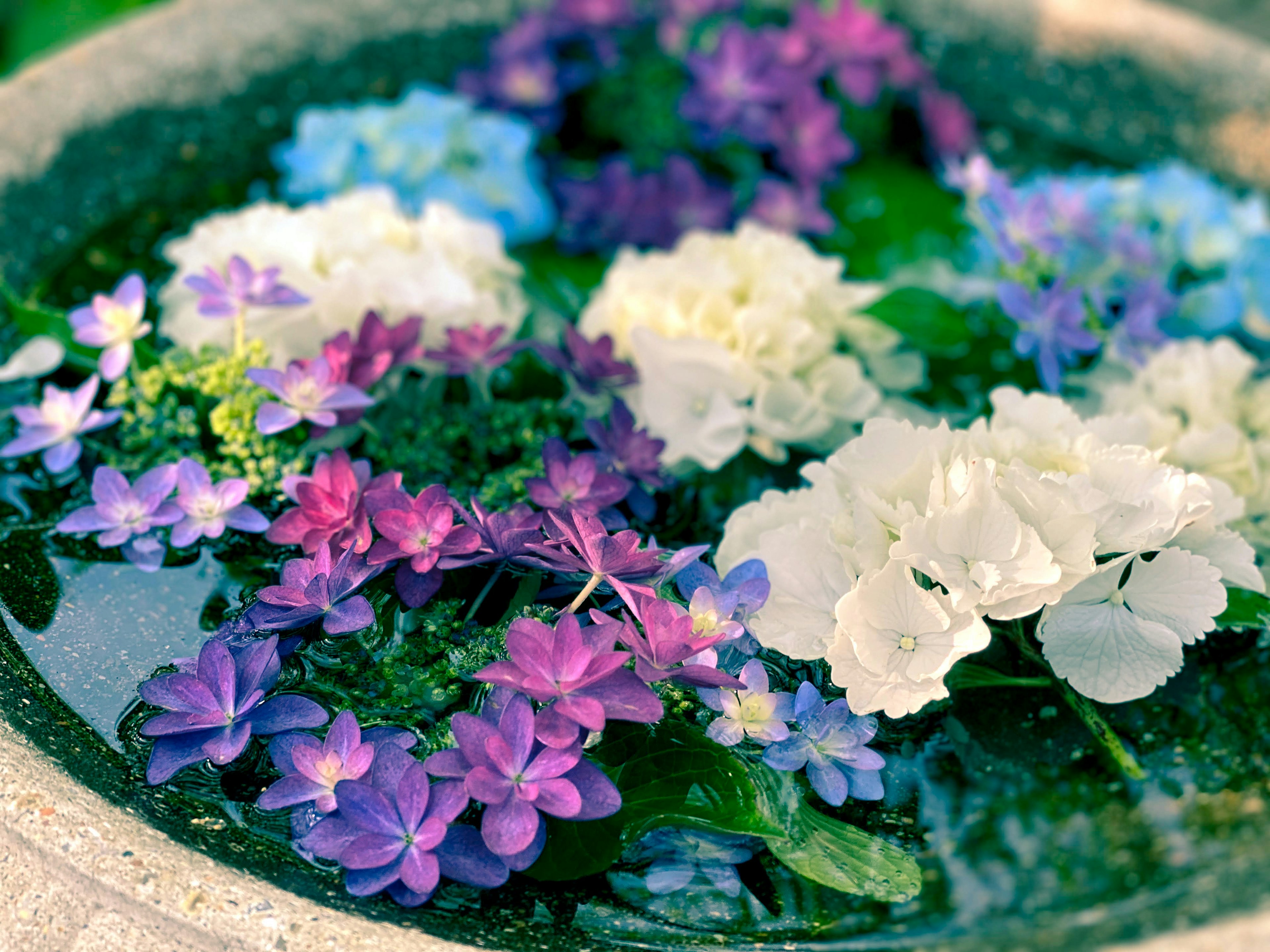 Bellissimo arrangiamento di fiori viola e bianchi che galleggiano nell'acqua