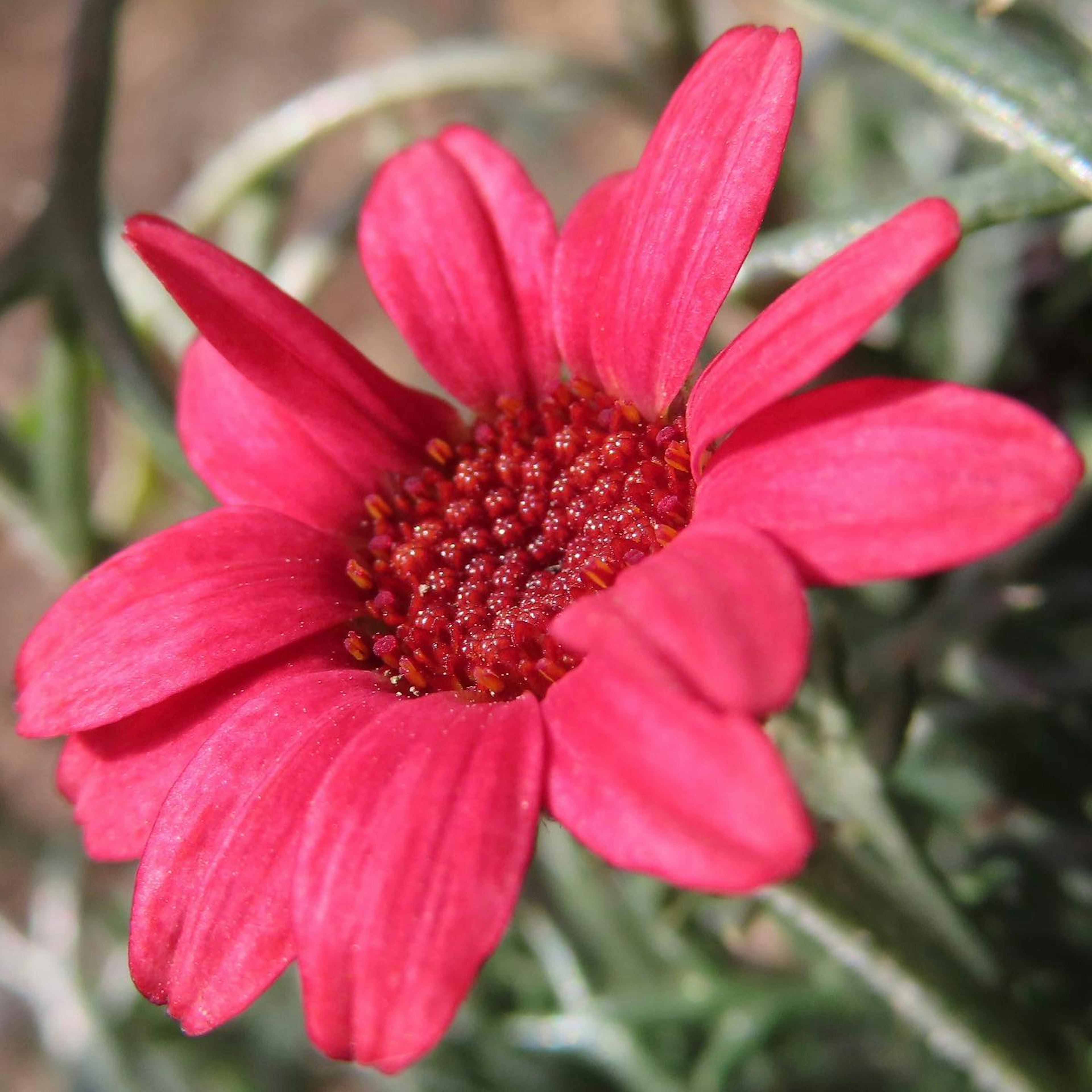 Lebendige rote Blume mit länglichen Blütenblättern in der Mitte