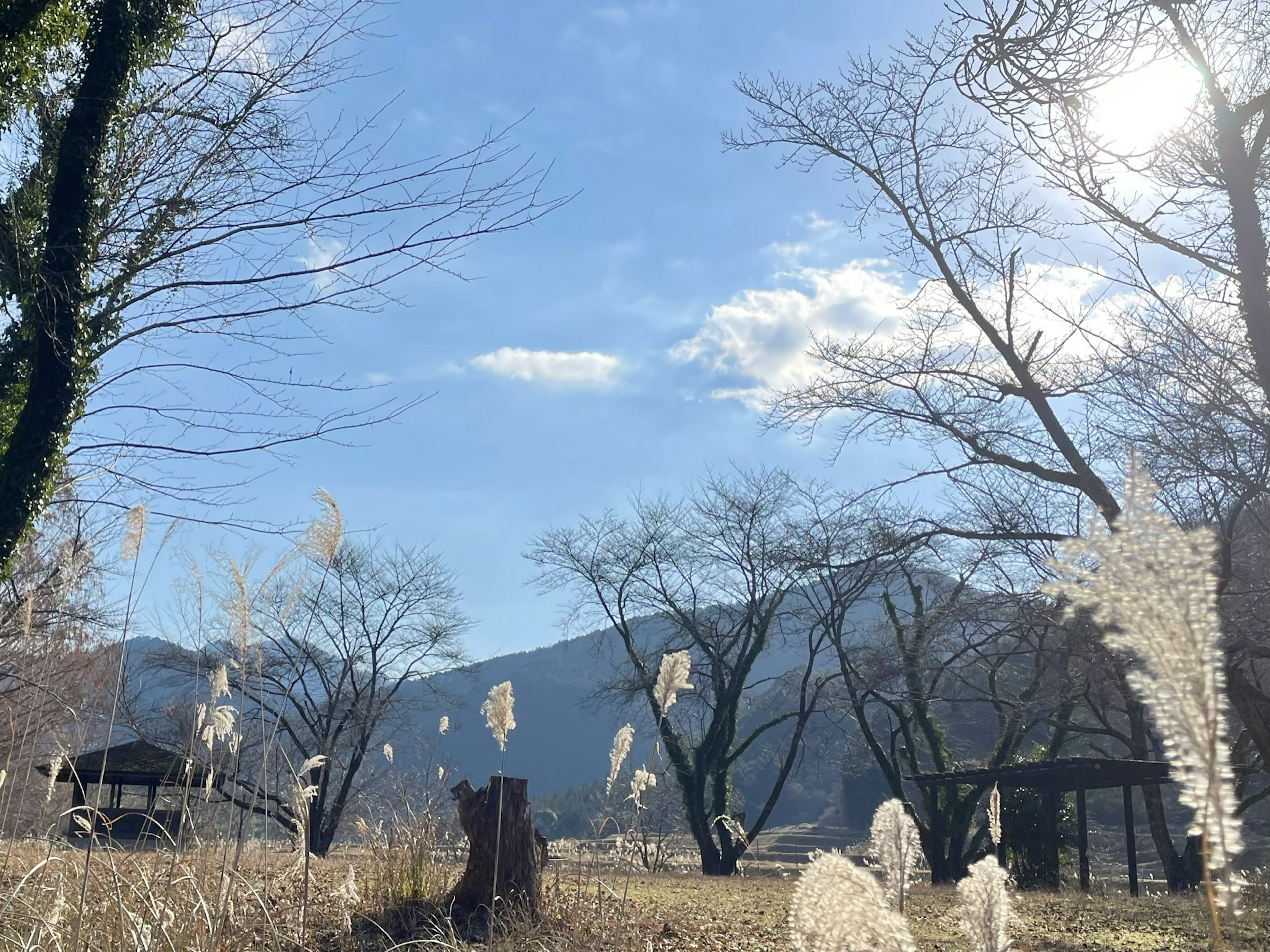 Paesaggio naturale con cielo azzurro e nuvole che presenta erbe bianche