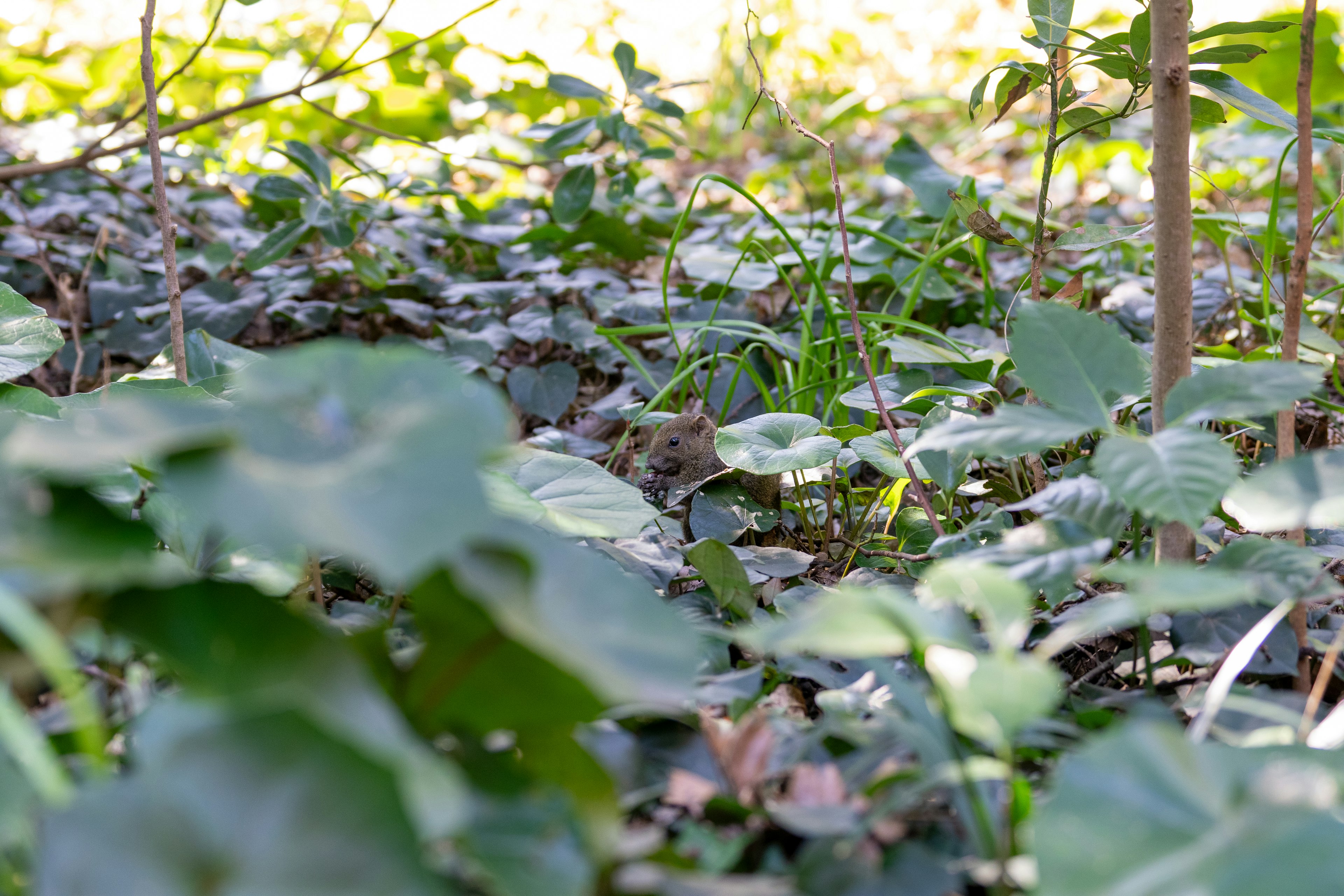 Gros plan de feuilles vertes au sol avec la lumière du soleil filtrant