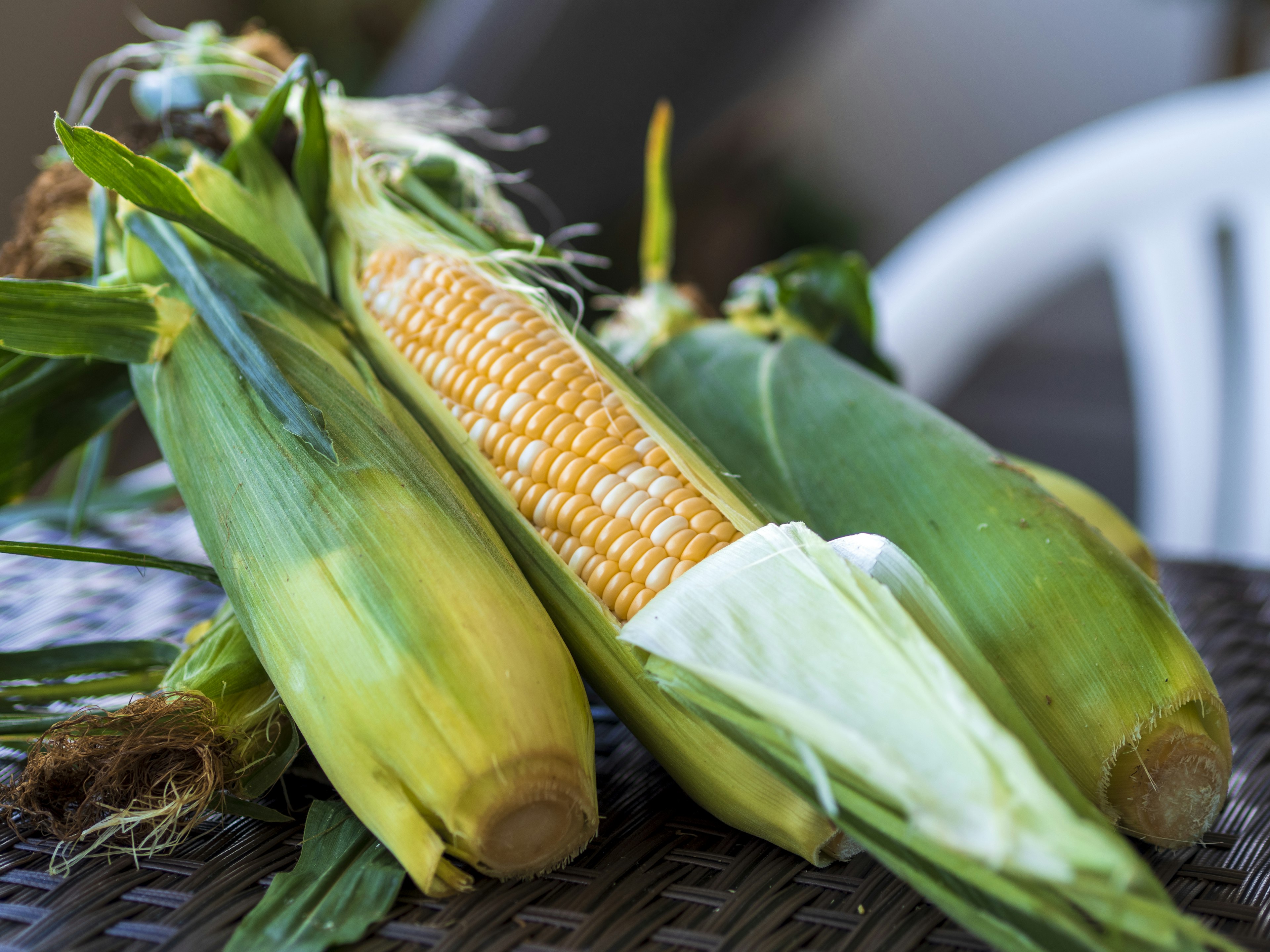 A bunch of fresh corn cobs placed on a table