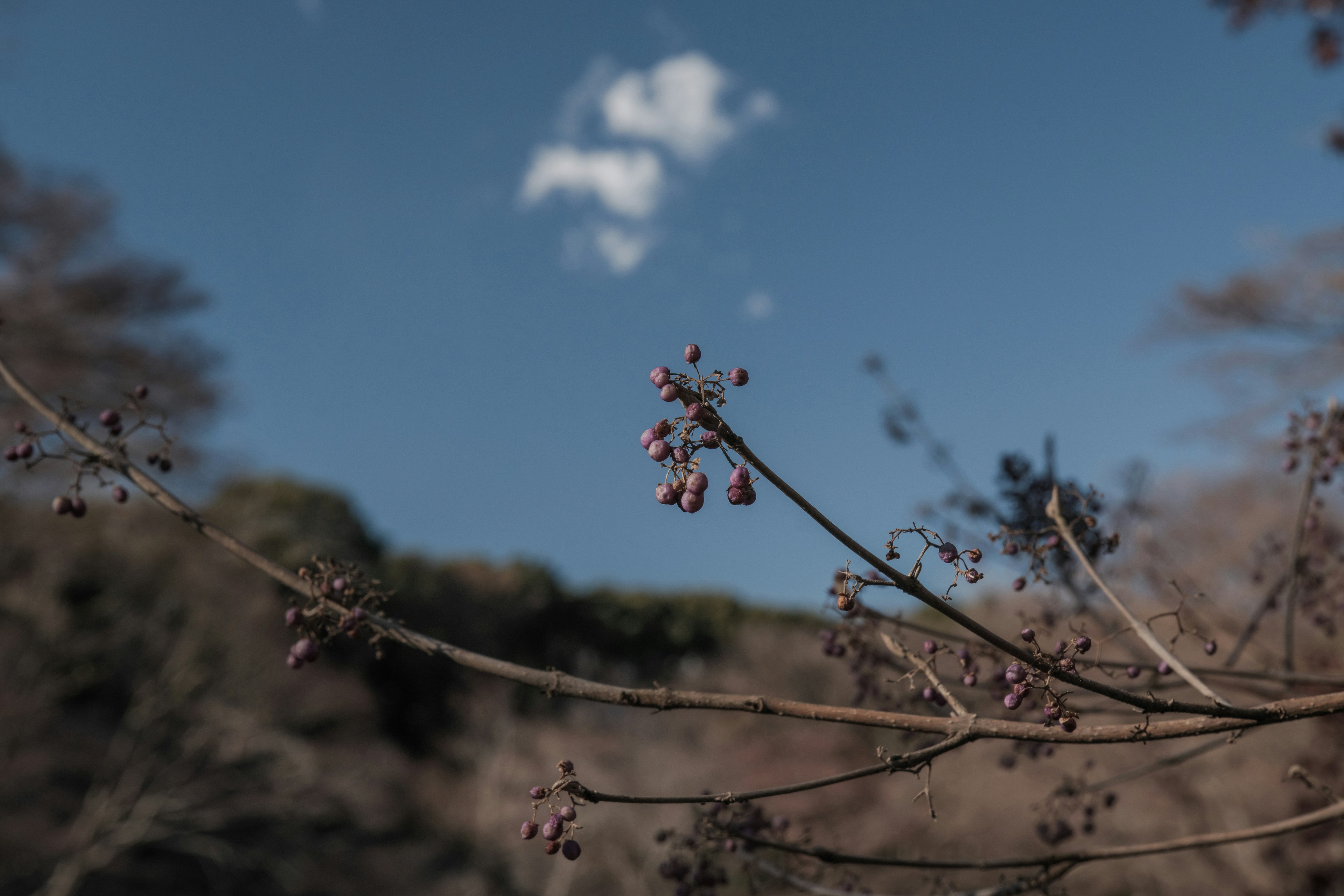 Zweig mit kleinen Blumen unter blauem Himmel und Wolken