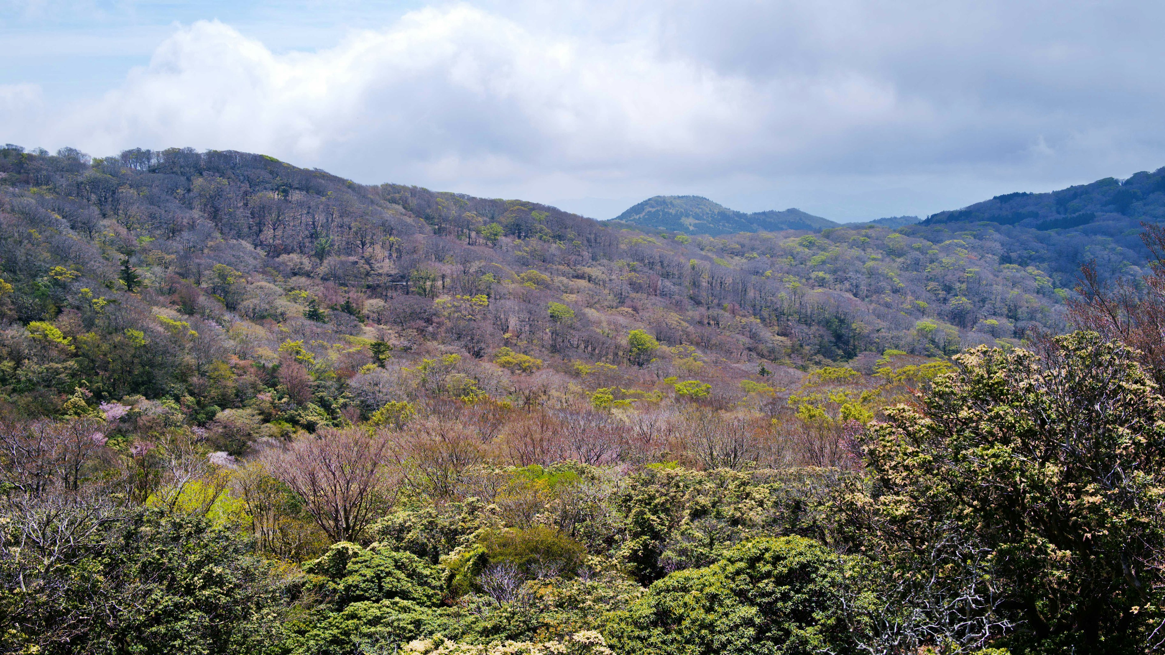 Berglandschaft mit grünen und braunen Bäumen