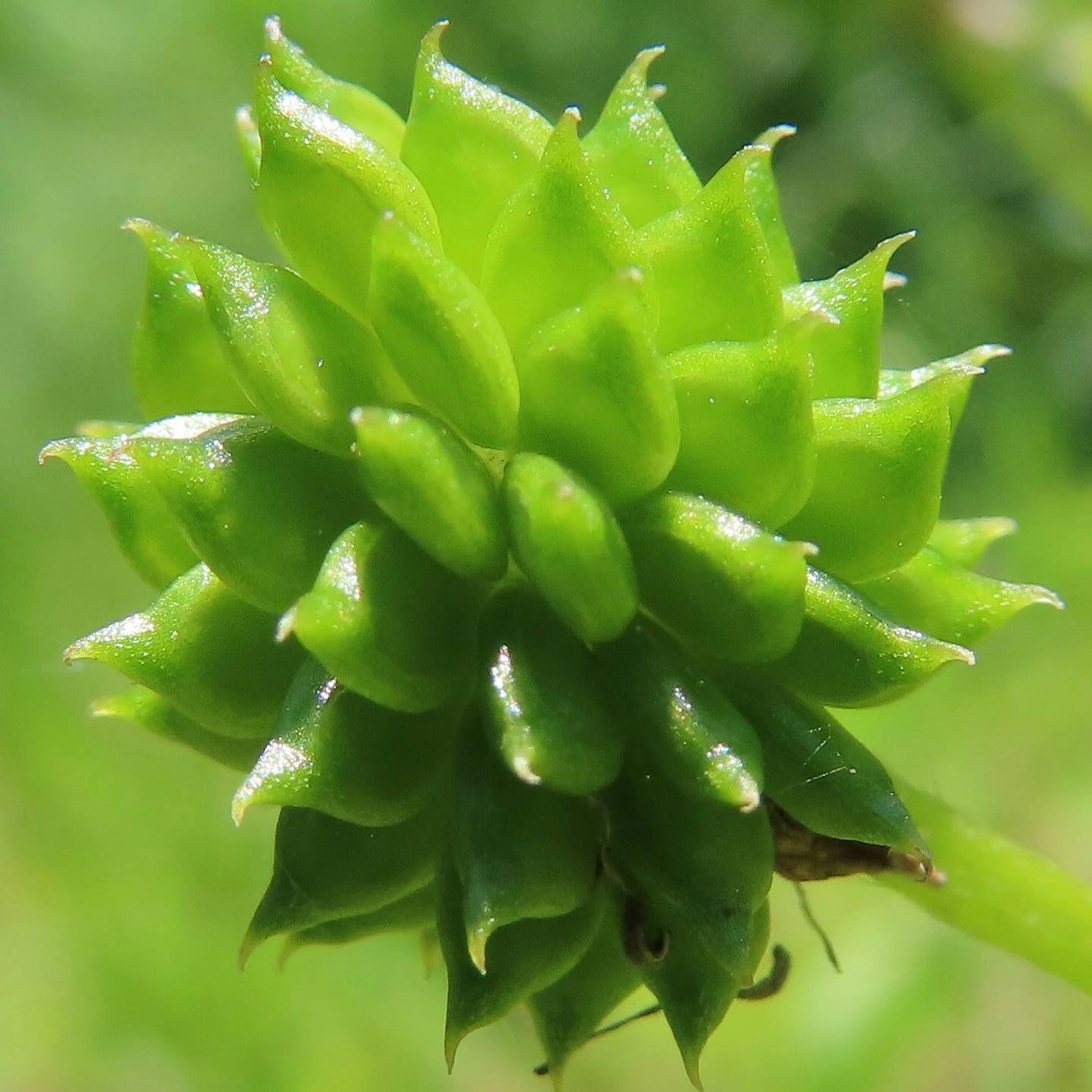 Close-up of a green, succulent-like fruit with spiky texture