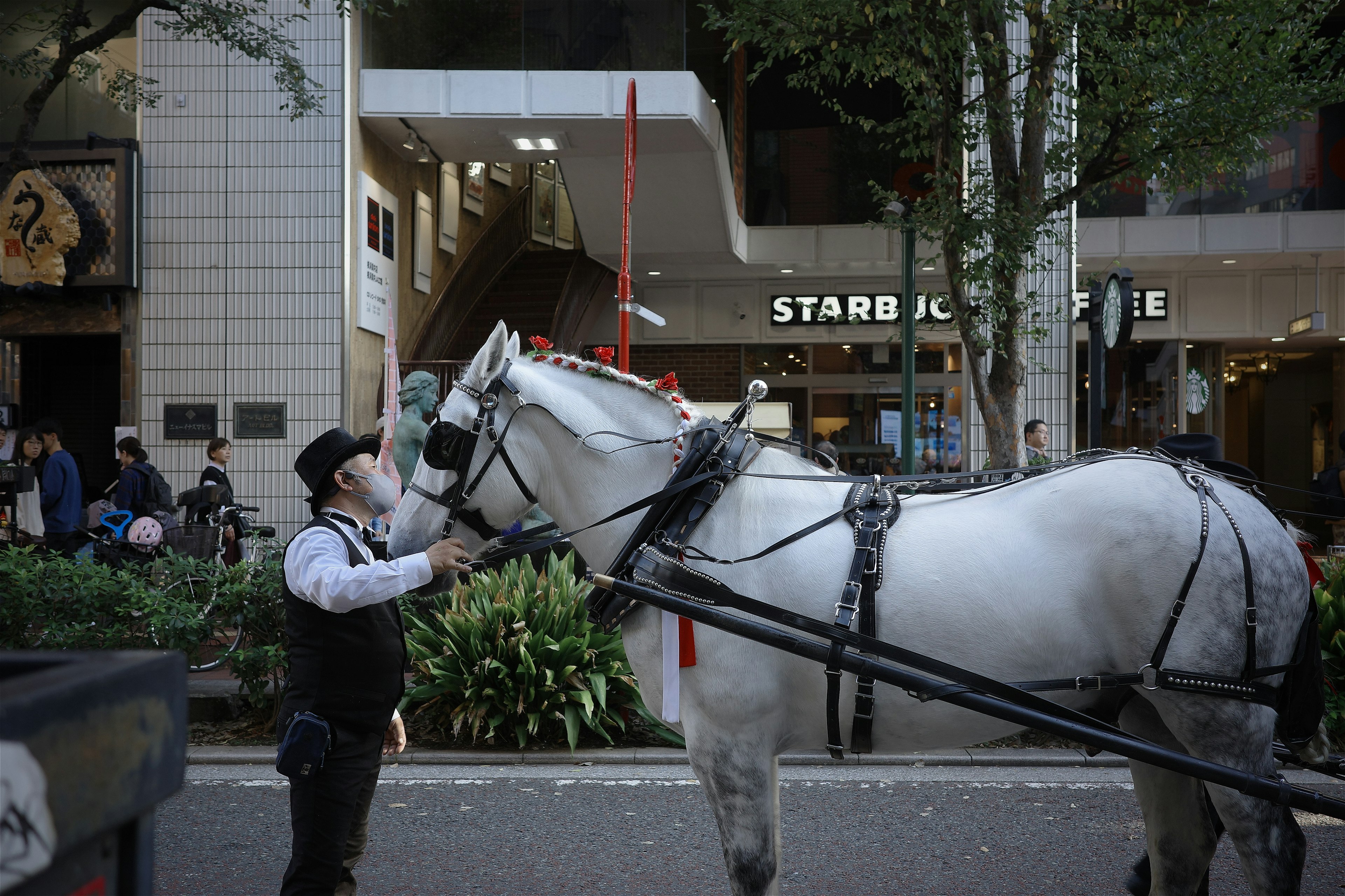 白い馬と馬車の運転手が触れ合うシーン 街中の風景 スターバックスの看板が見える