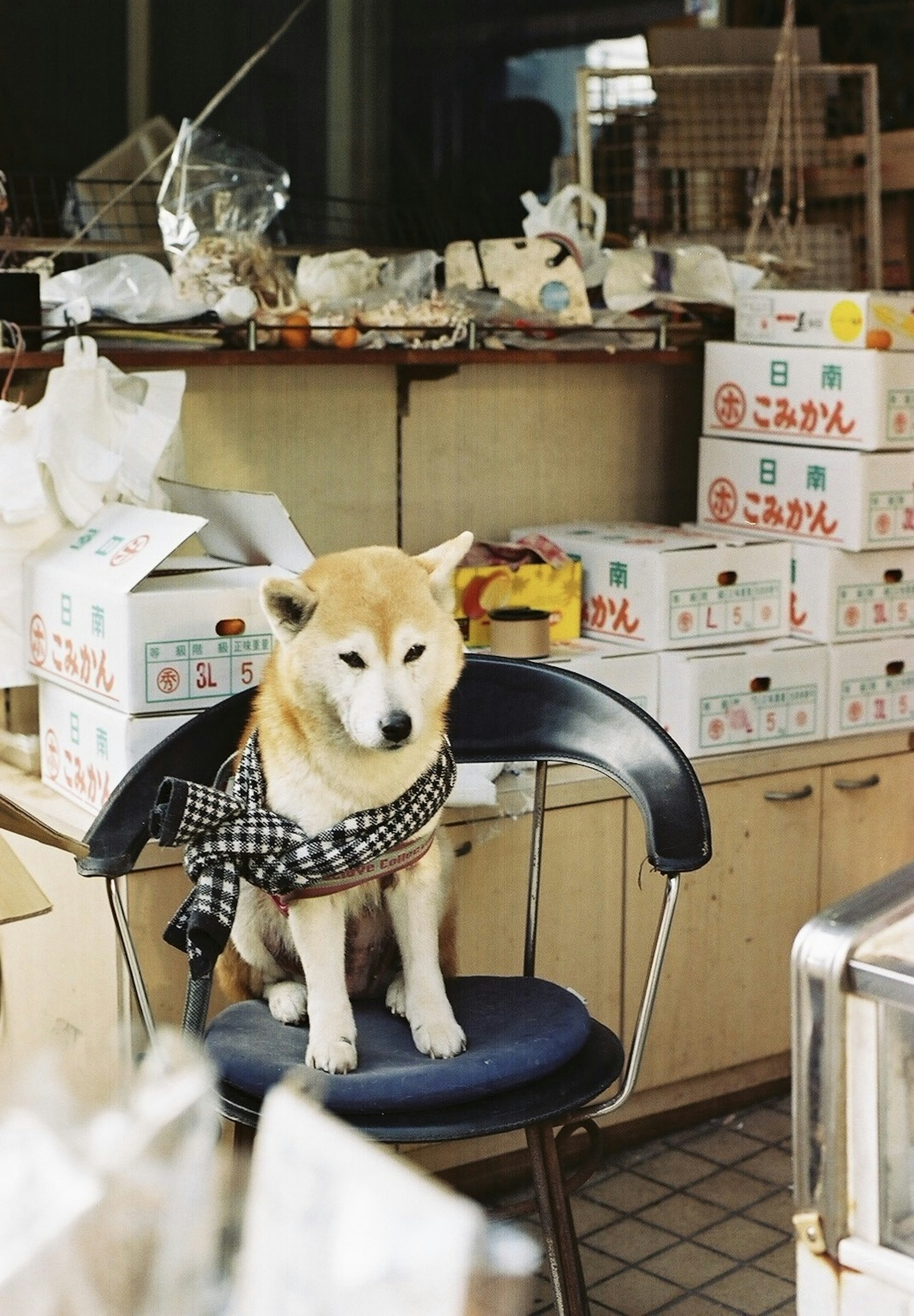 Shiba Inu assis sur une chaise avec des boîtes et des objets en arrière-plan