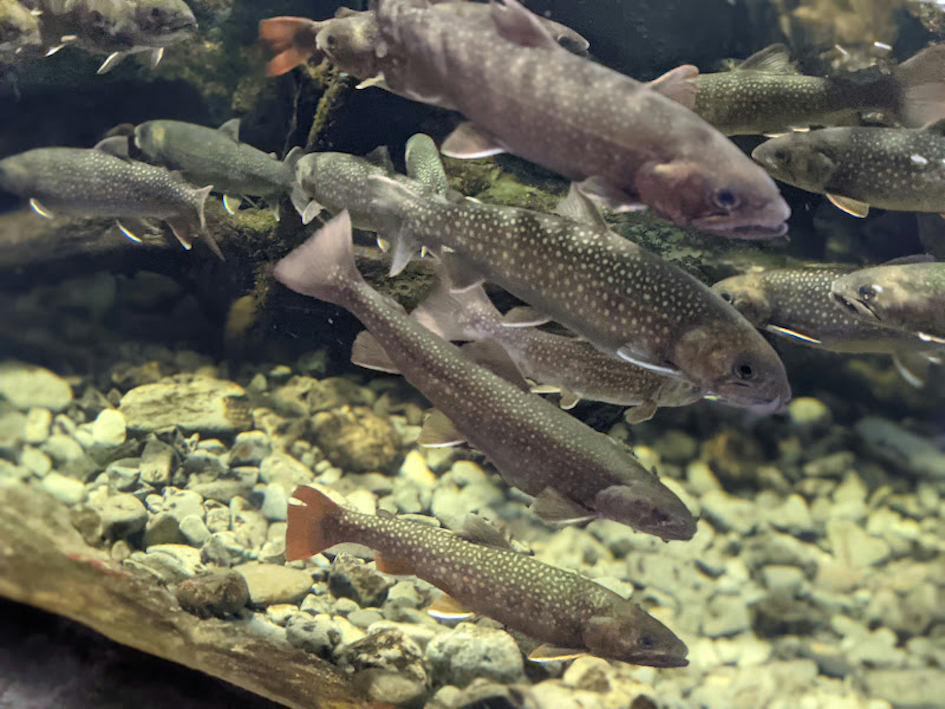 Mehrere Fische schwimmen in einem Aquarium