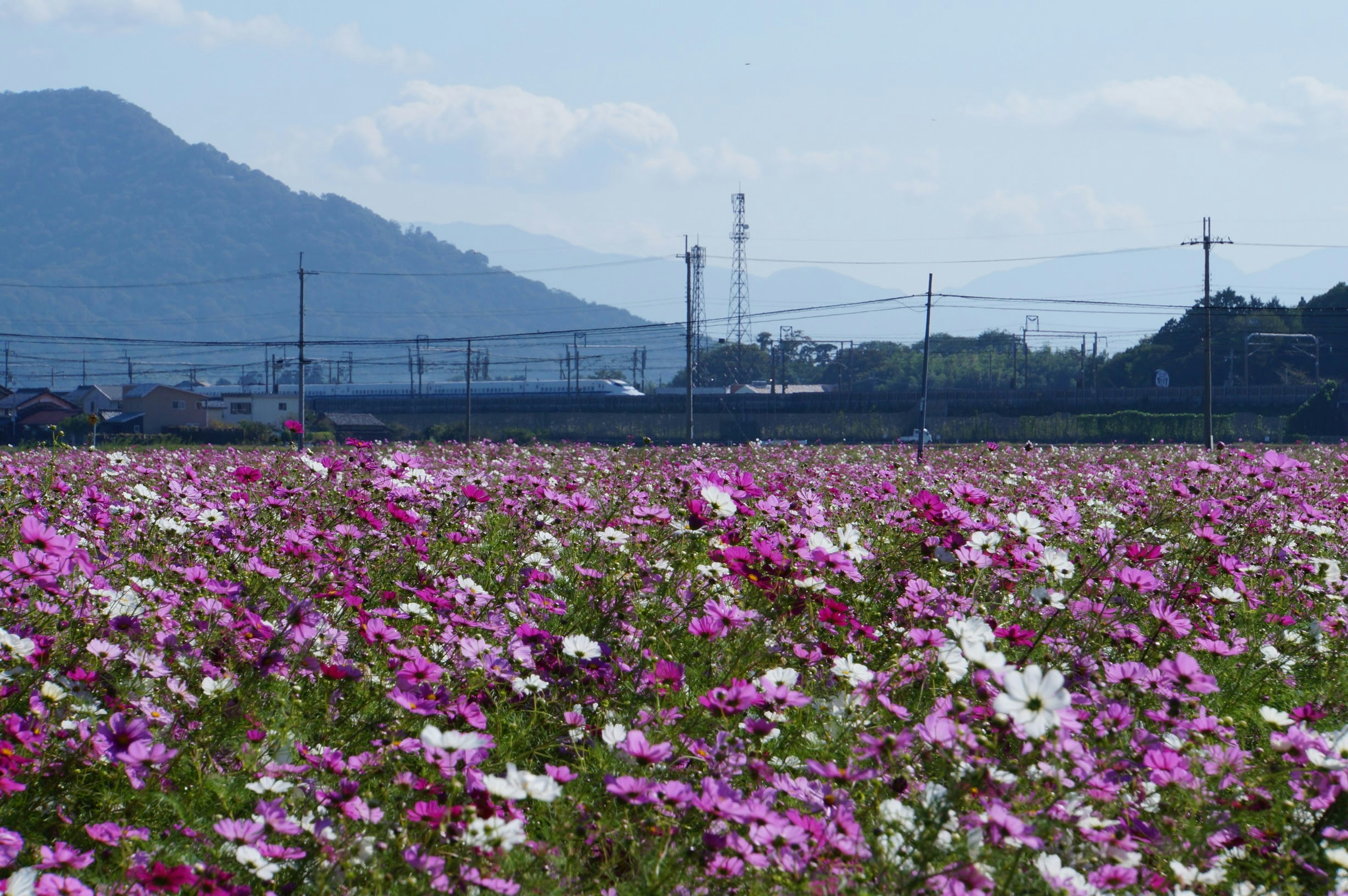 Un campo vibrante de flores de cosmos en rosa y blanco con montañas al fondo