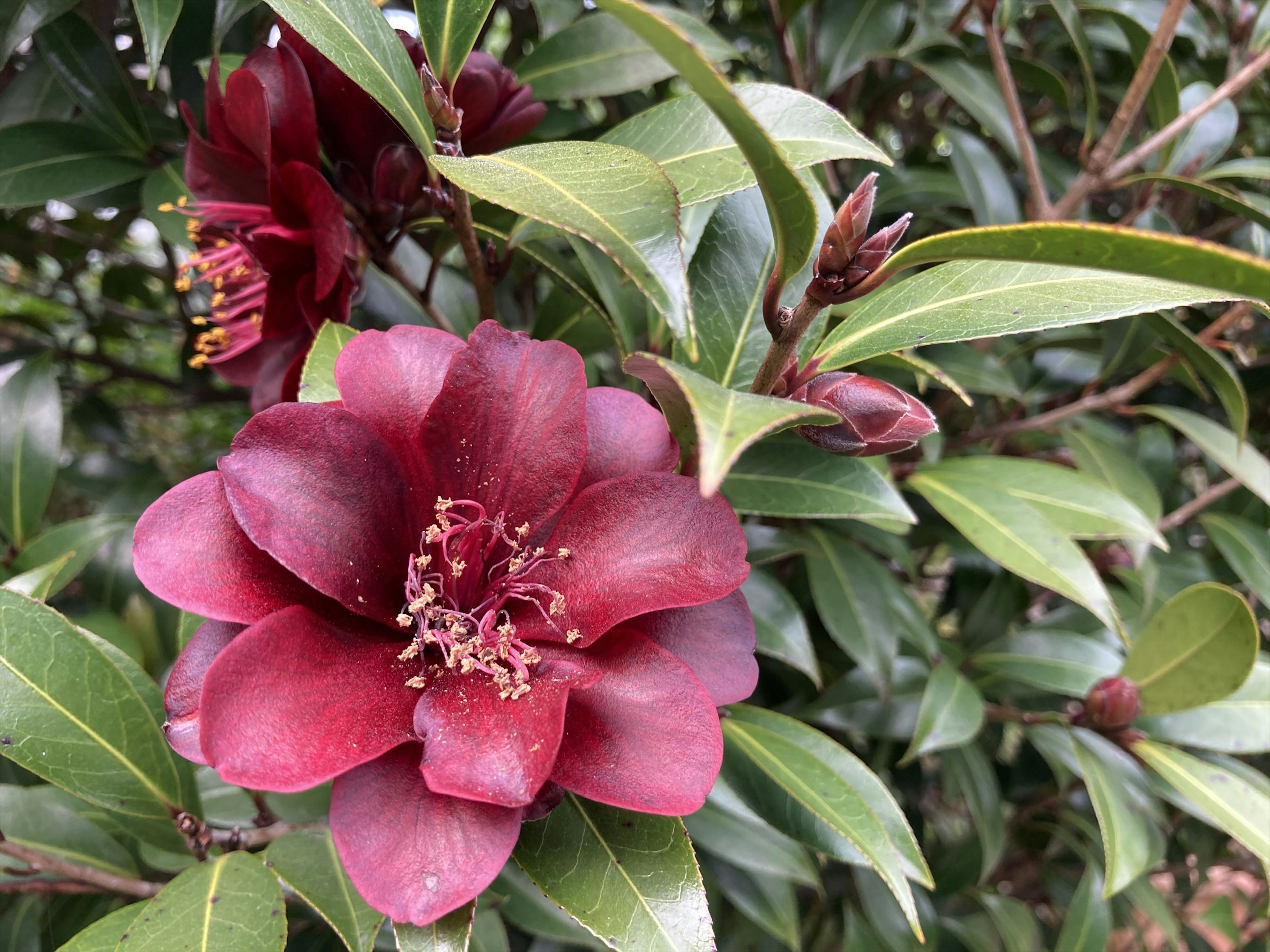 深い赤色の花と緑の葉が特徴の植物のクローズアップ