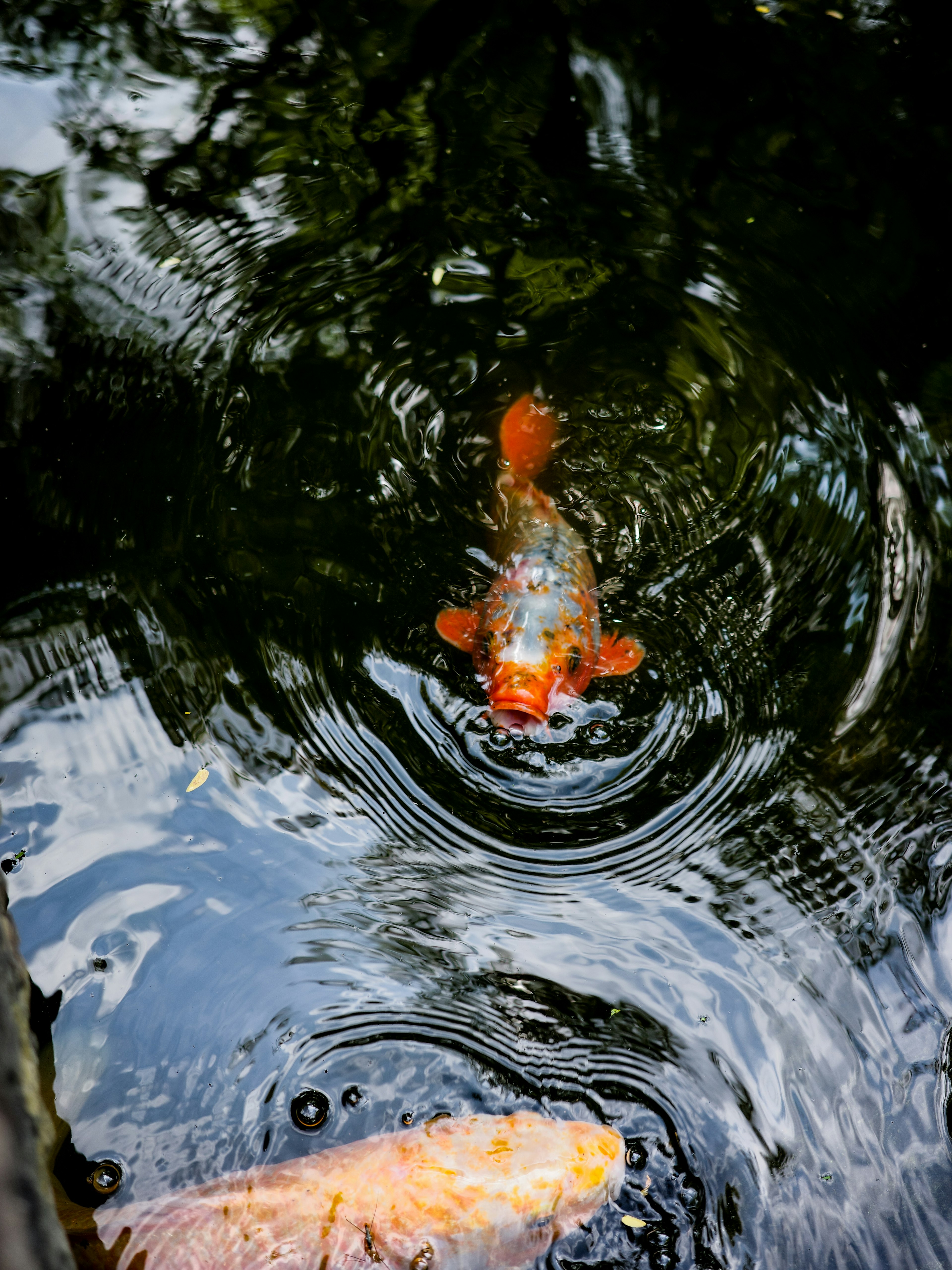 Pesce koi che nuota in uno stagno creando increspature sulla superficie dell'acqua