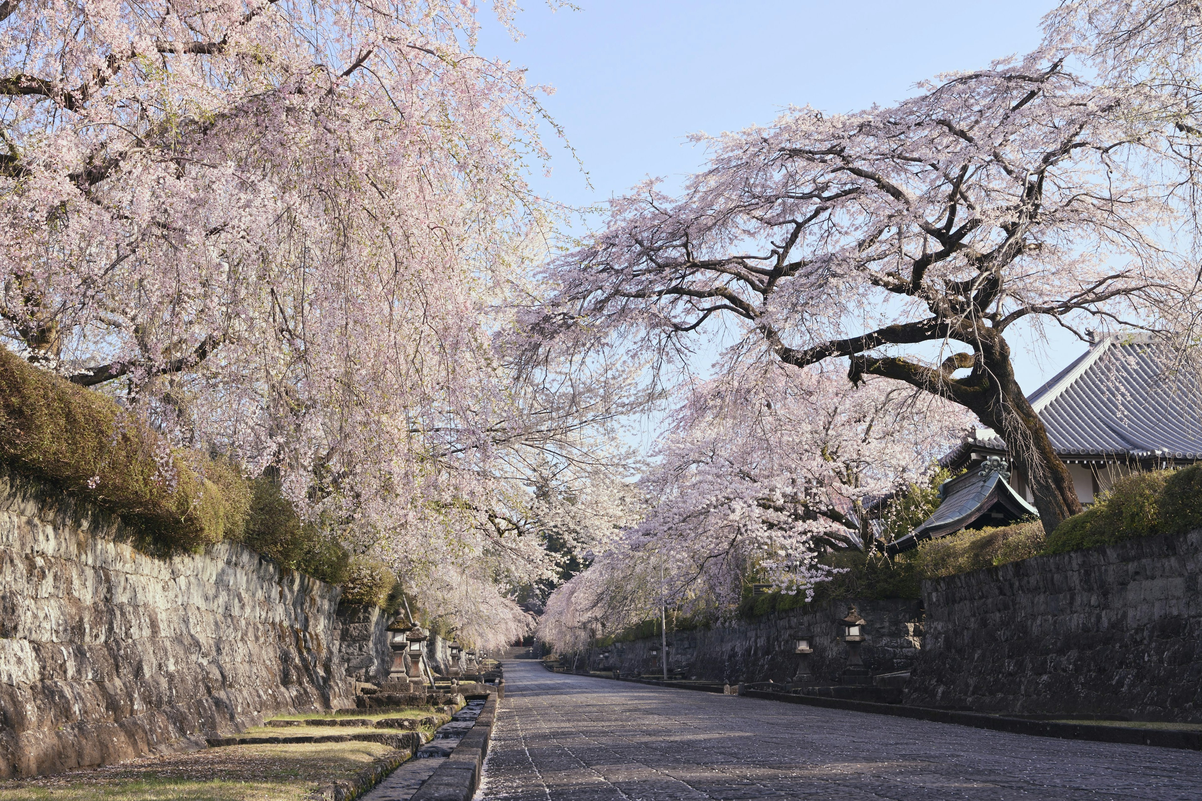 Vue pittoresque d'une rue tranquille bordée de cerisiers en fleurs