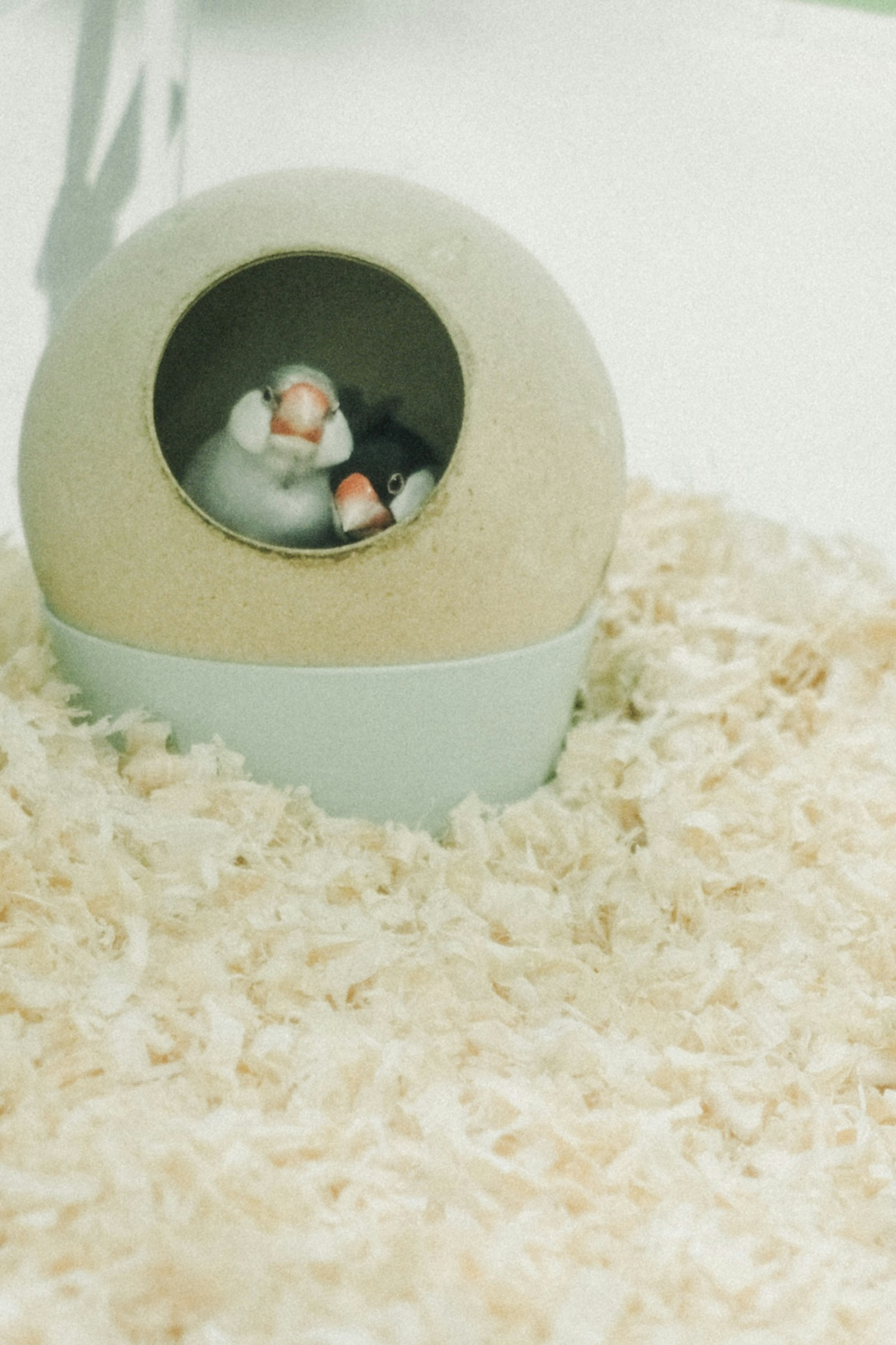 Round base with small figurines inside and surrounding white wood shavings