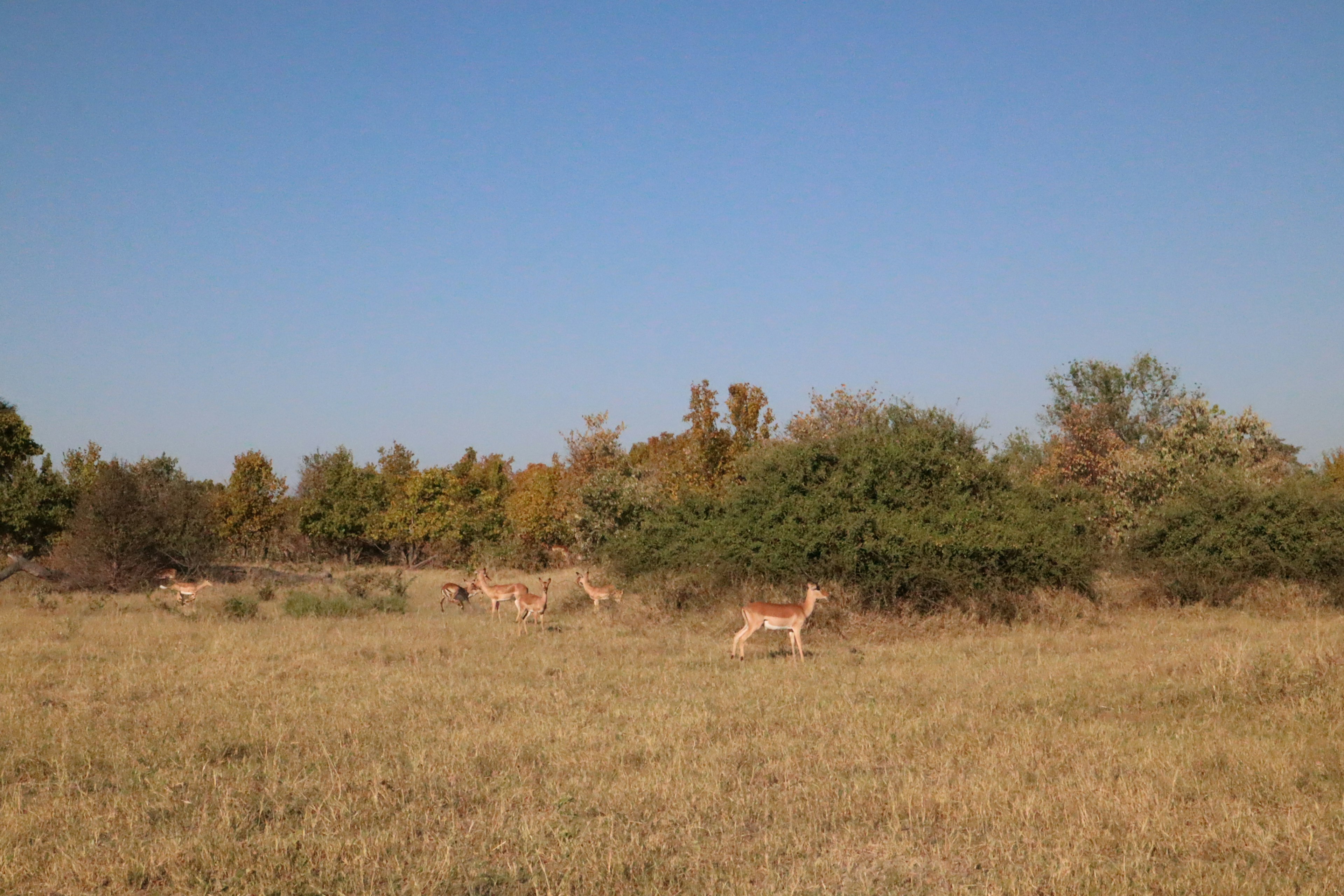 Wide grassland with several animals and a blue sky