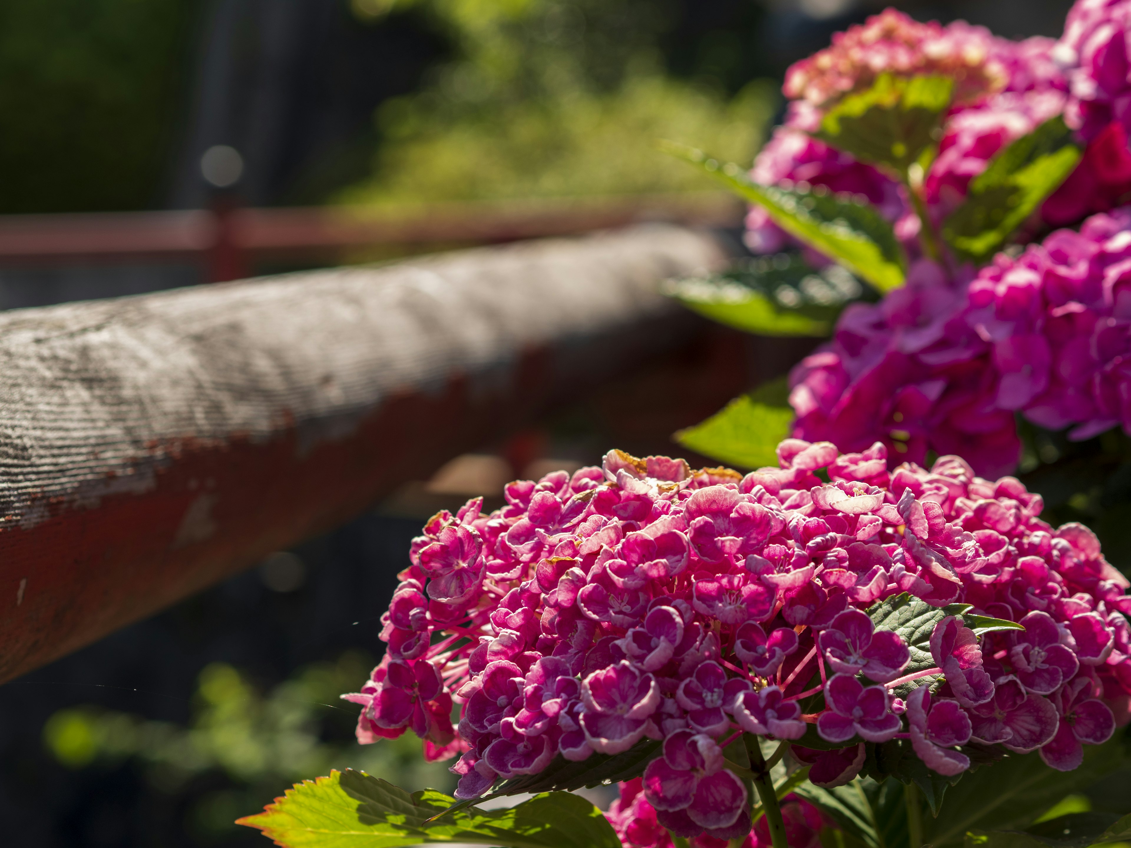 Hortensias rosas vibrantes floreciendo cerca de una barandilla de madera