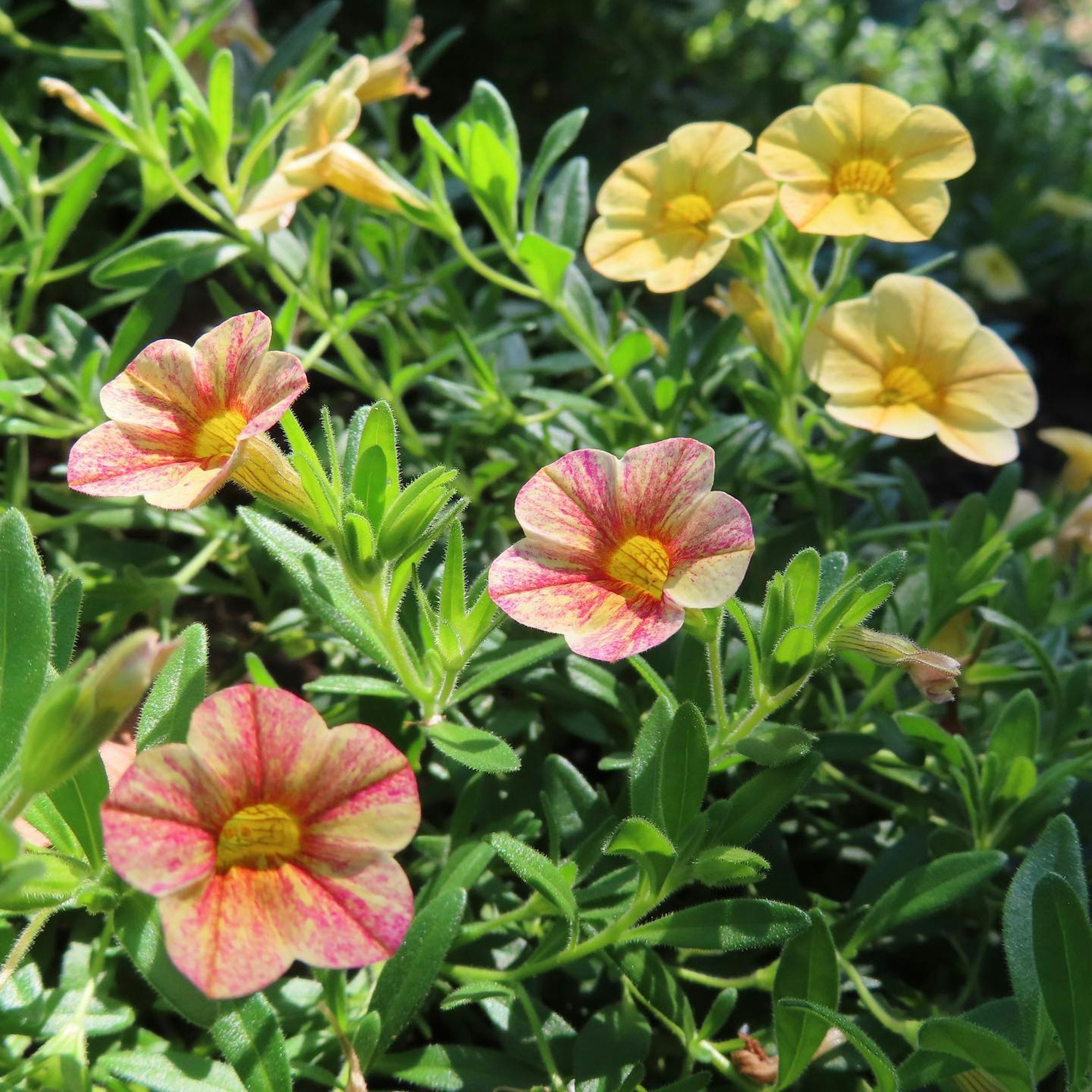 Bunte Blumen im grünen Blattwerk mit kleinen gelben und rosa Blüten