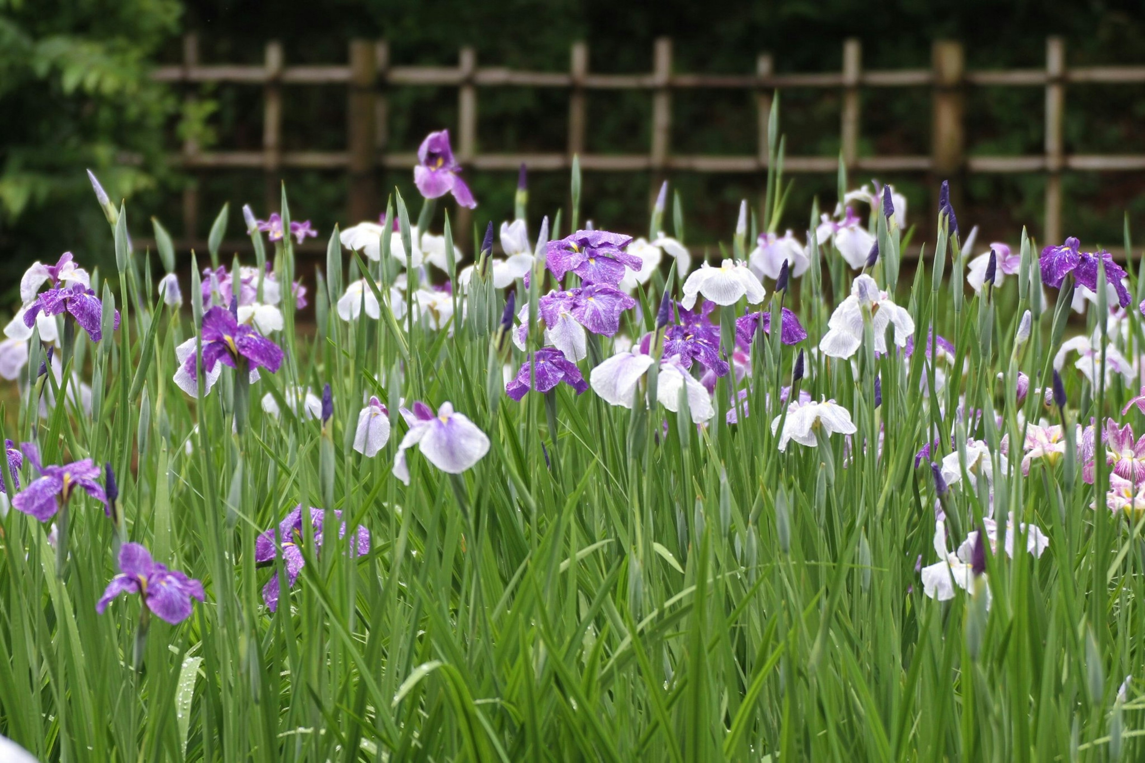 Campo di fiori viola e bianchi in fiore