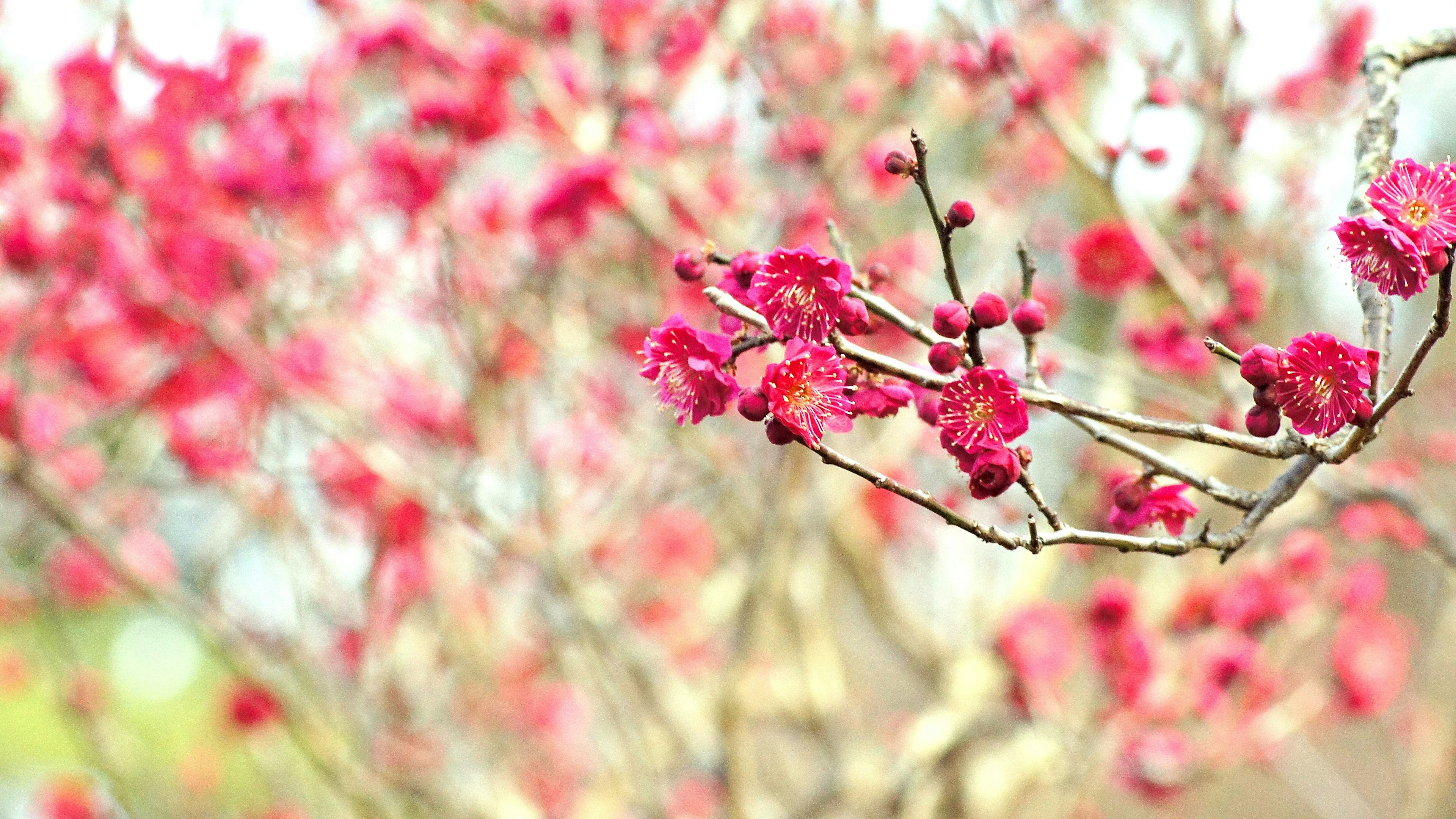 Close-up of branches with blooming red flowers