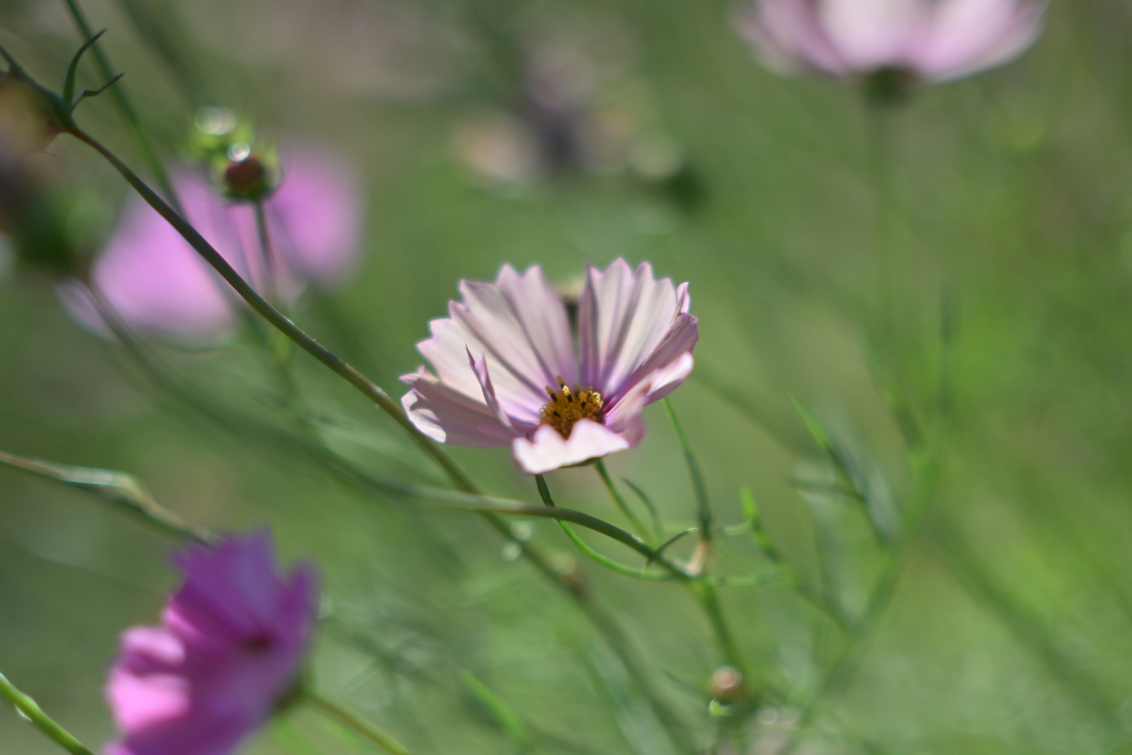 Fleur violette claire fleurissant sur un fond vert