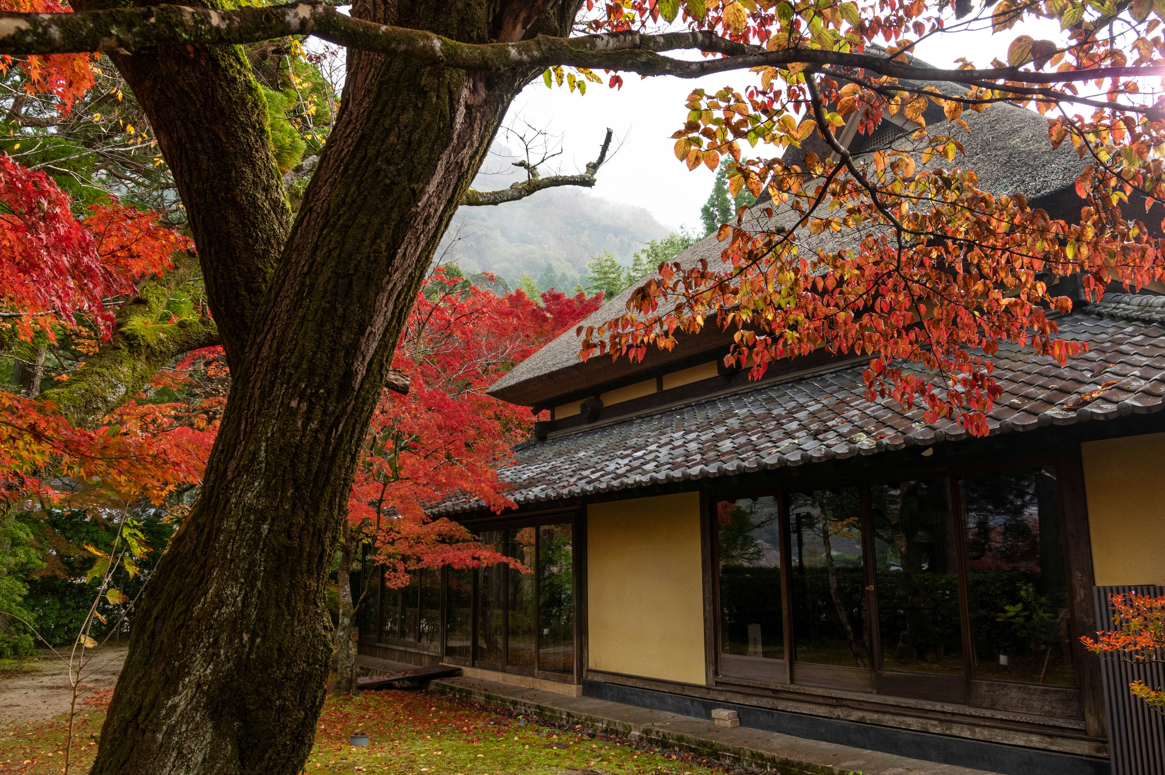 秋の紅葉に囲まれた日本の伝統的な家屋