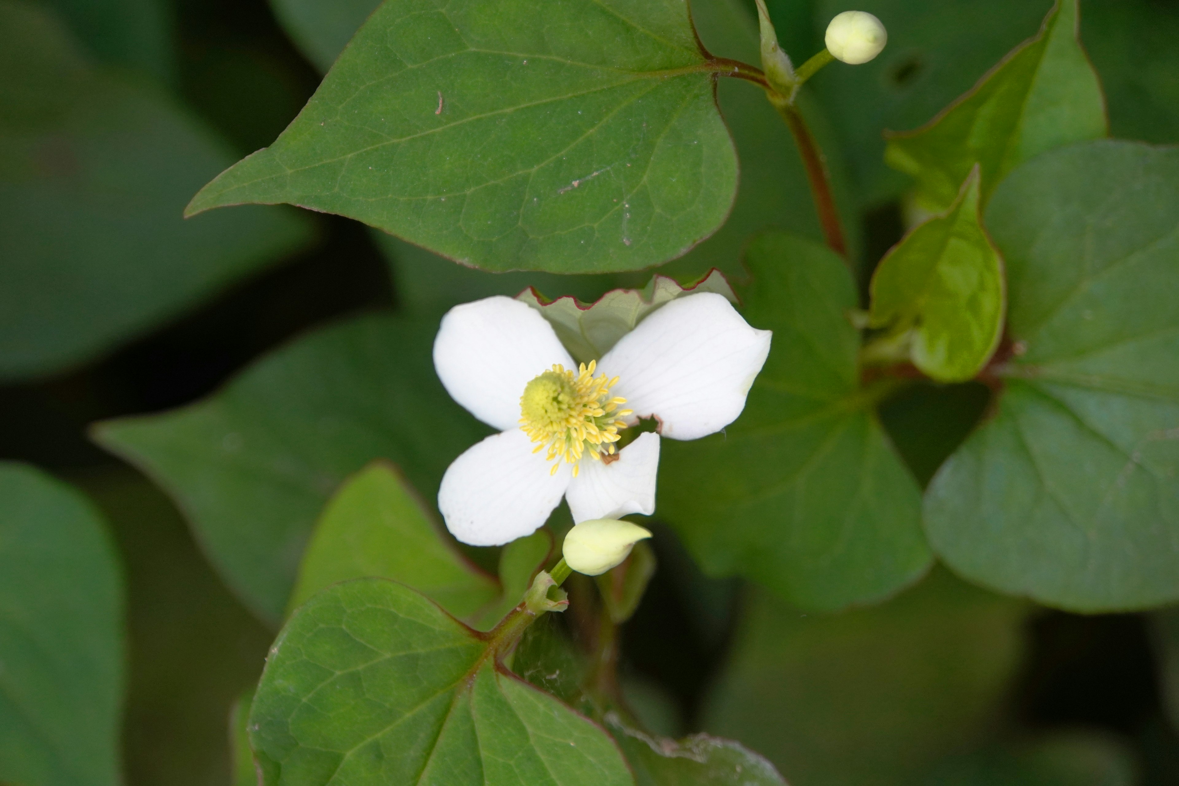 Primo piano di una pianta con un fiore bianco e foglie verdi