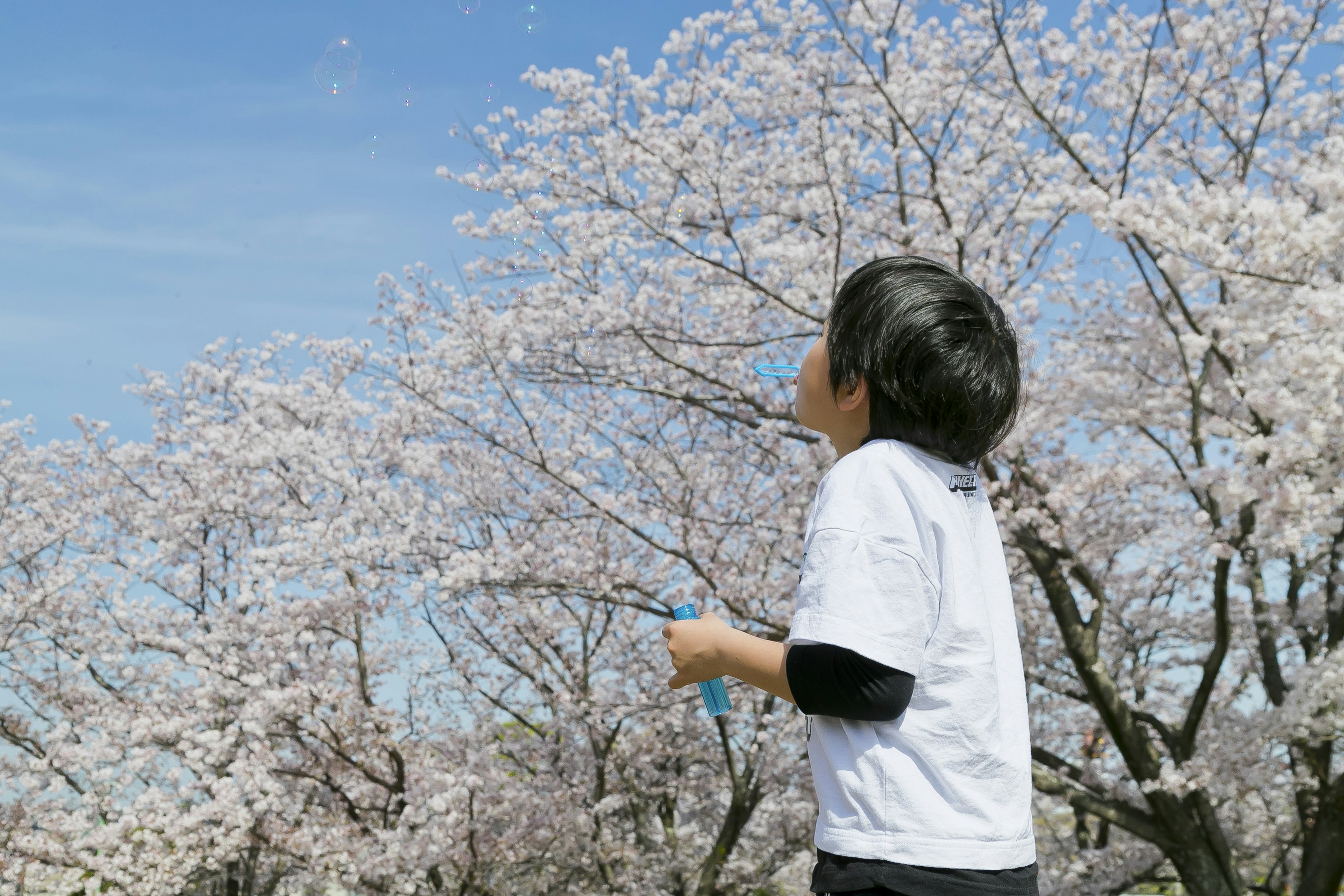 Child looking up at cherry blossom trees