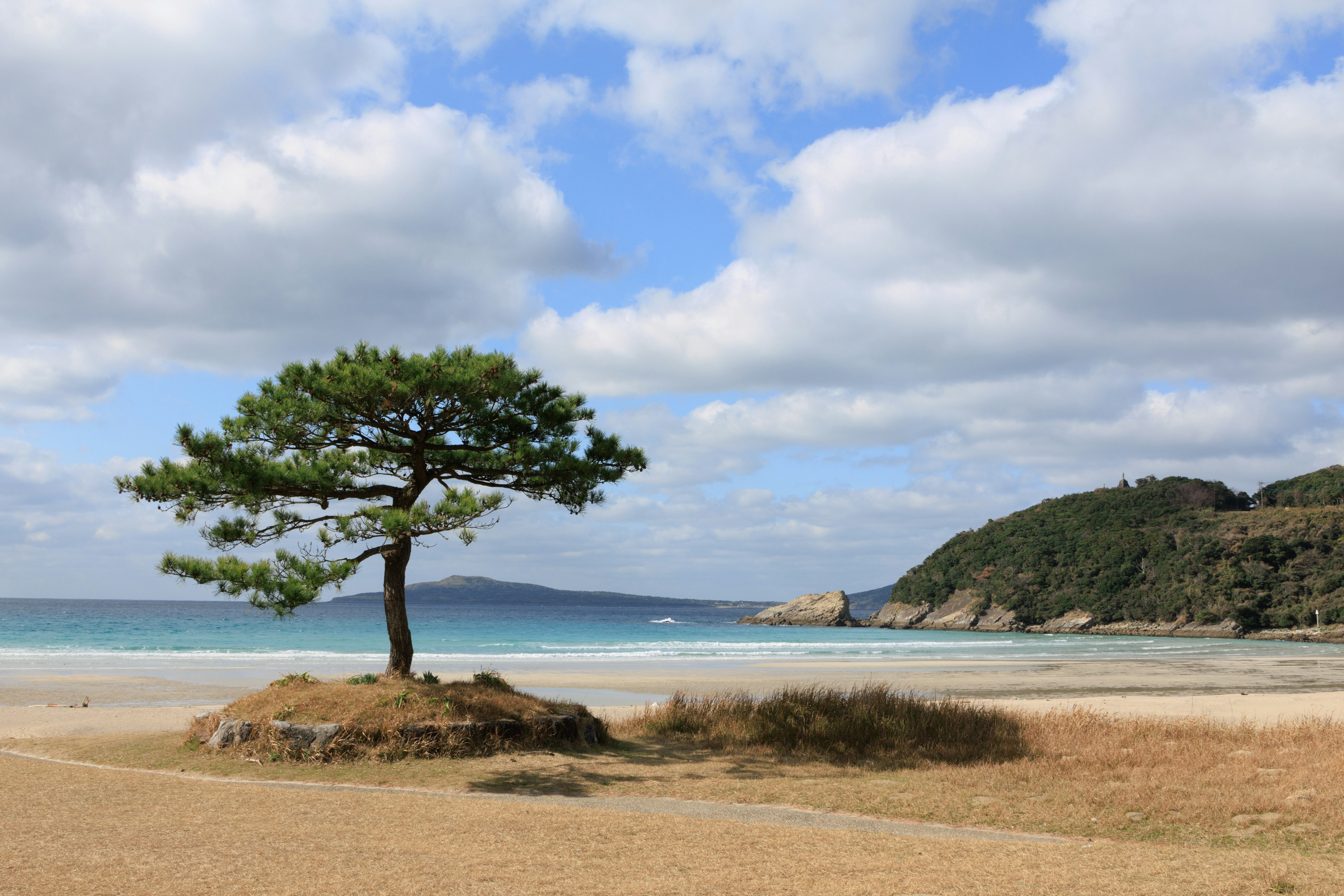 Pohon pinus tunggal di pantai berpasir dengan laut dan langit biru