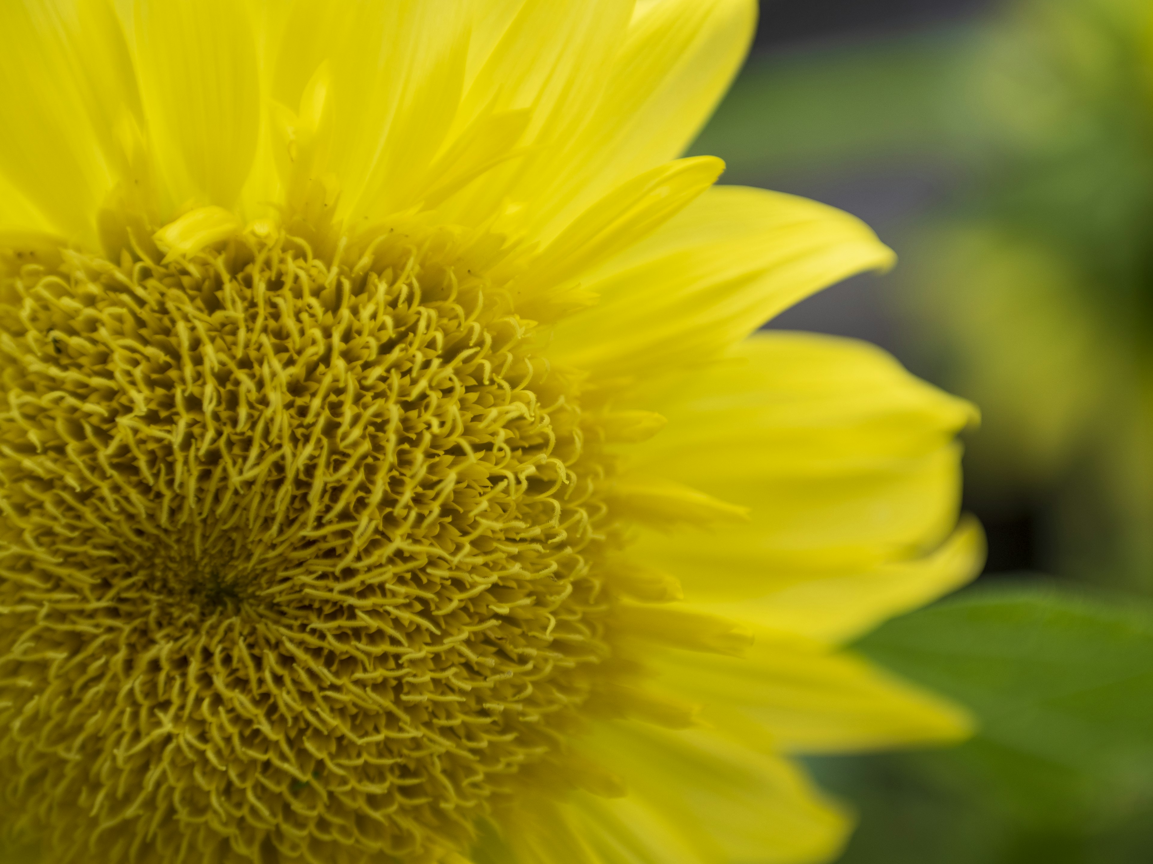 Nahaufnahme einer leuchtend gelben Sonnenblume mit komplexen Mustern in der Mitte