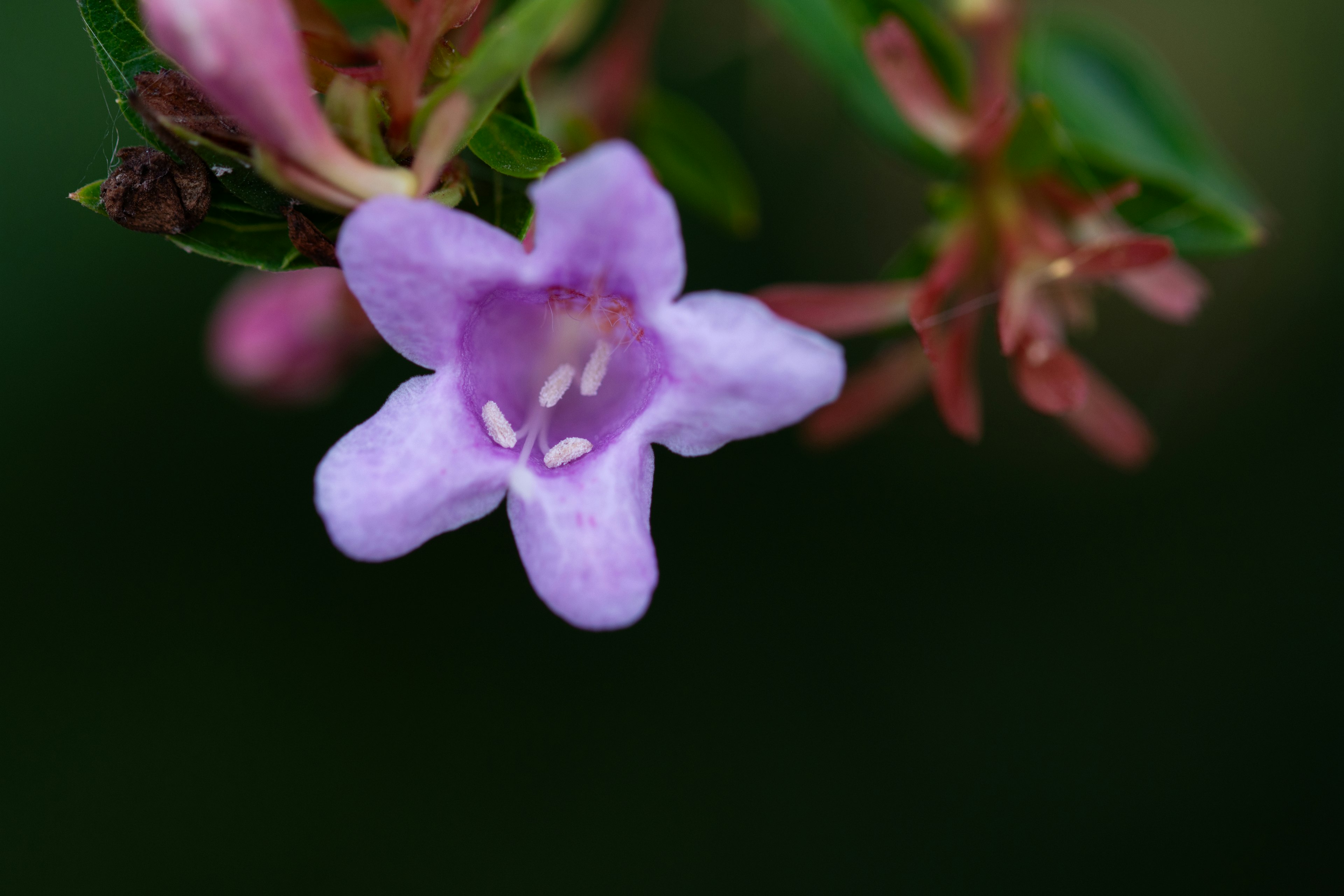 Eine lila Blume blüht vor einem grünen Blatt Hintergrund