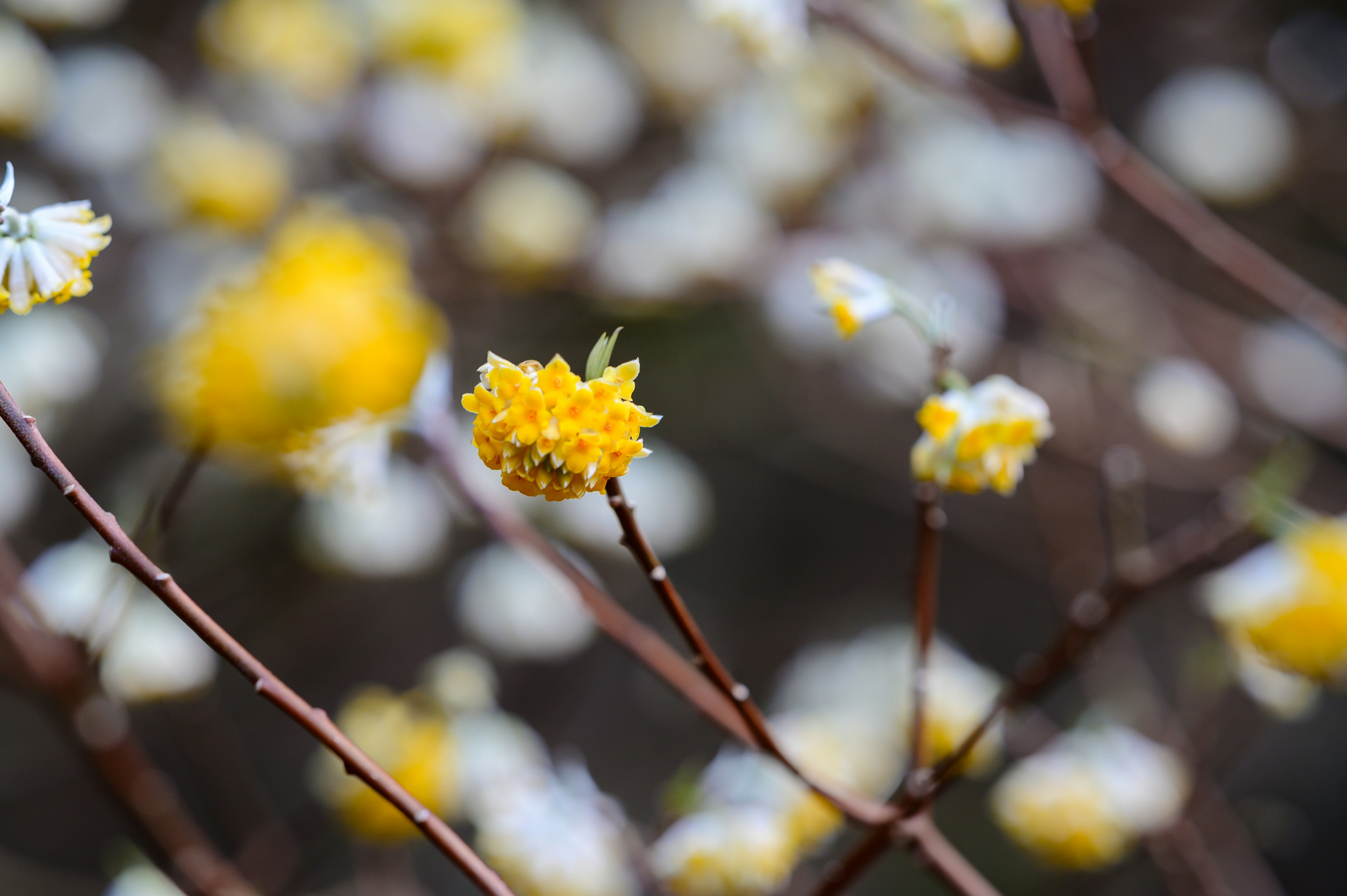 黄色と白の花が咲く枝のクローズアップ