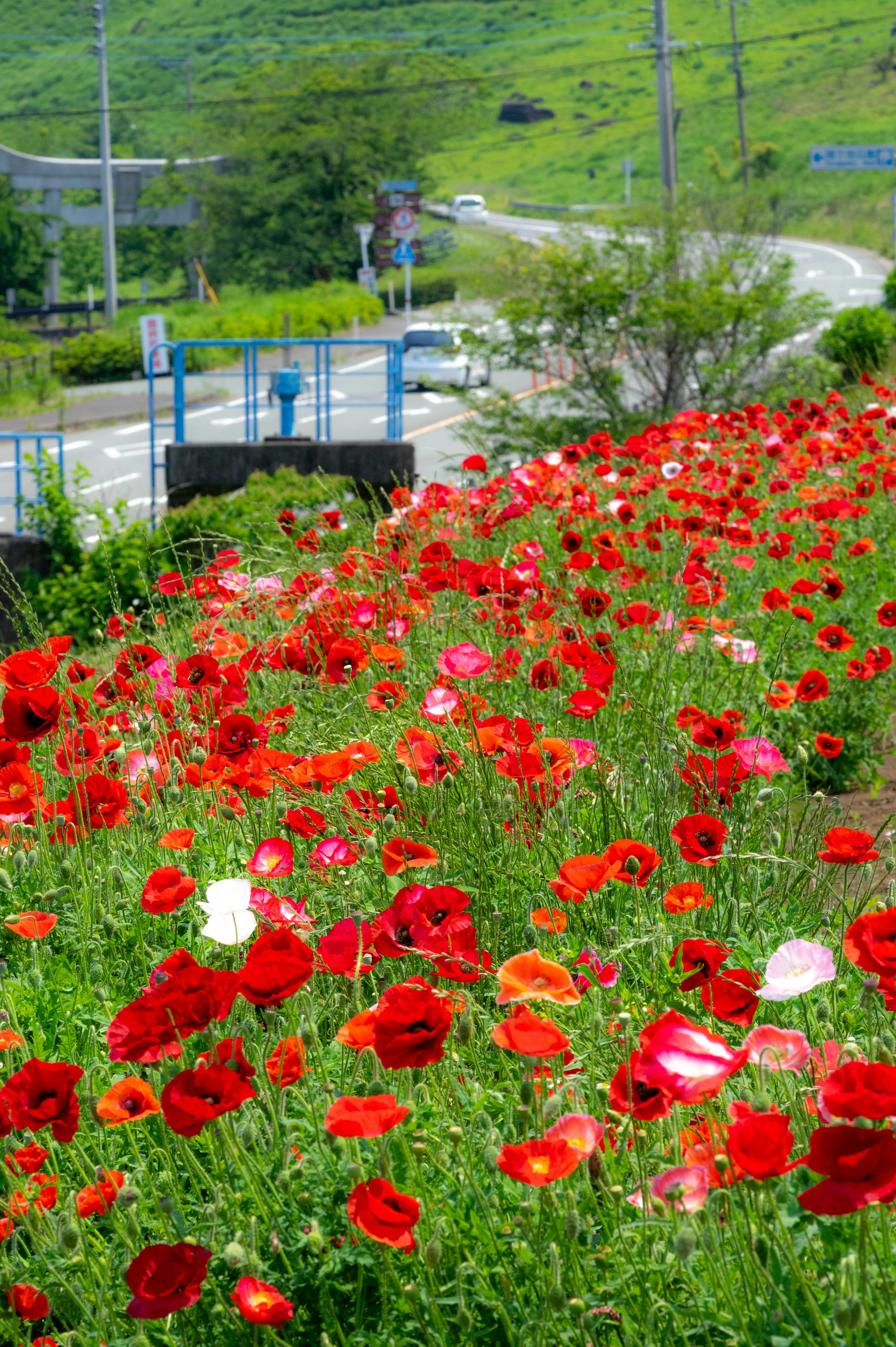 Vibrant flowers blooming along a roadside Red and pink blossoms with green hills in the background