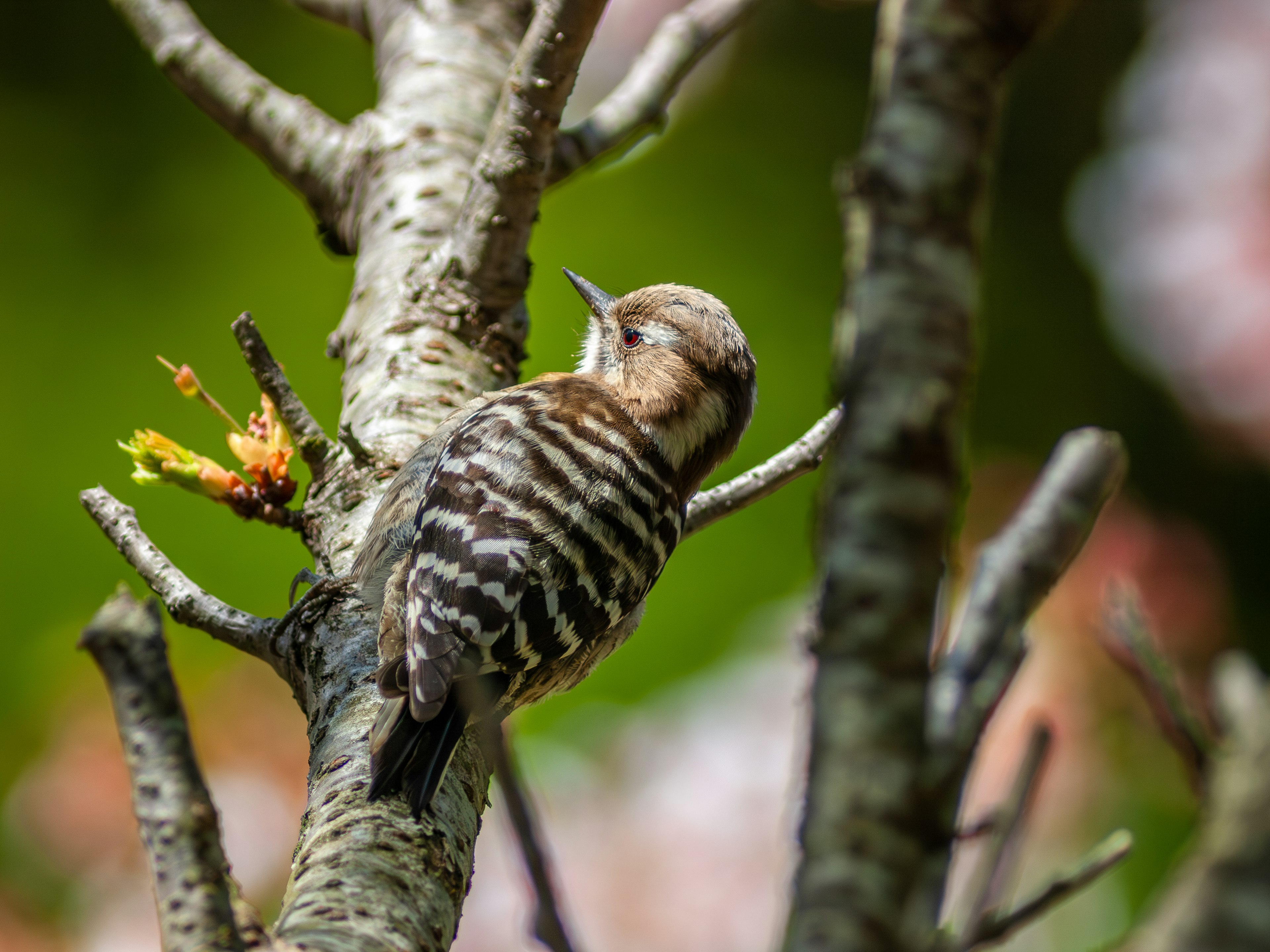 Pemandangan dekat burung bergaris yang bertengger di batang pohon