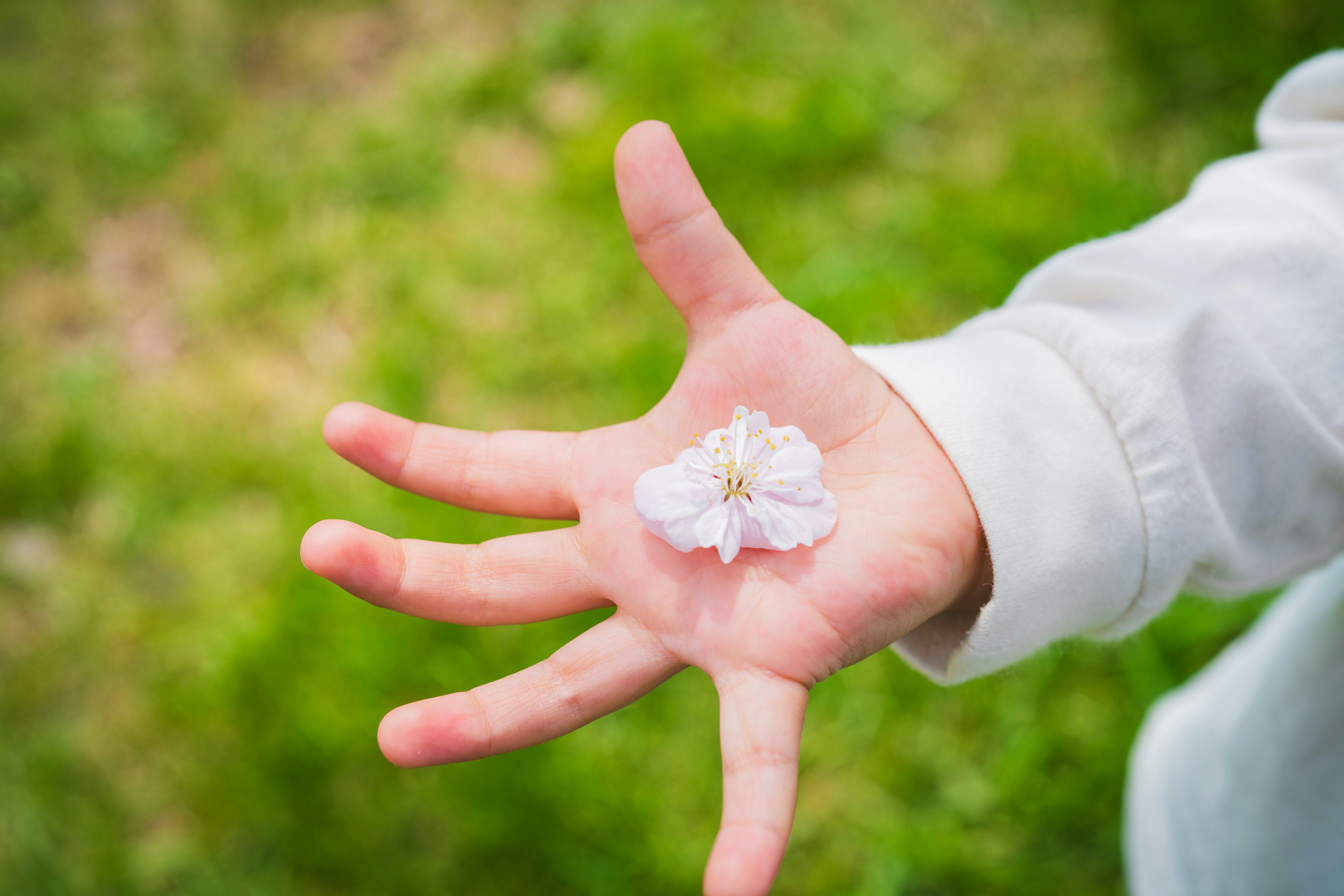 A hand holding a cherry blossom petal against a blurred green background