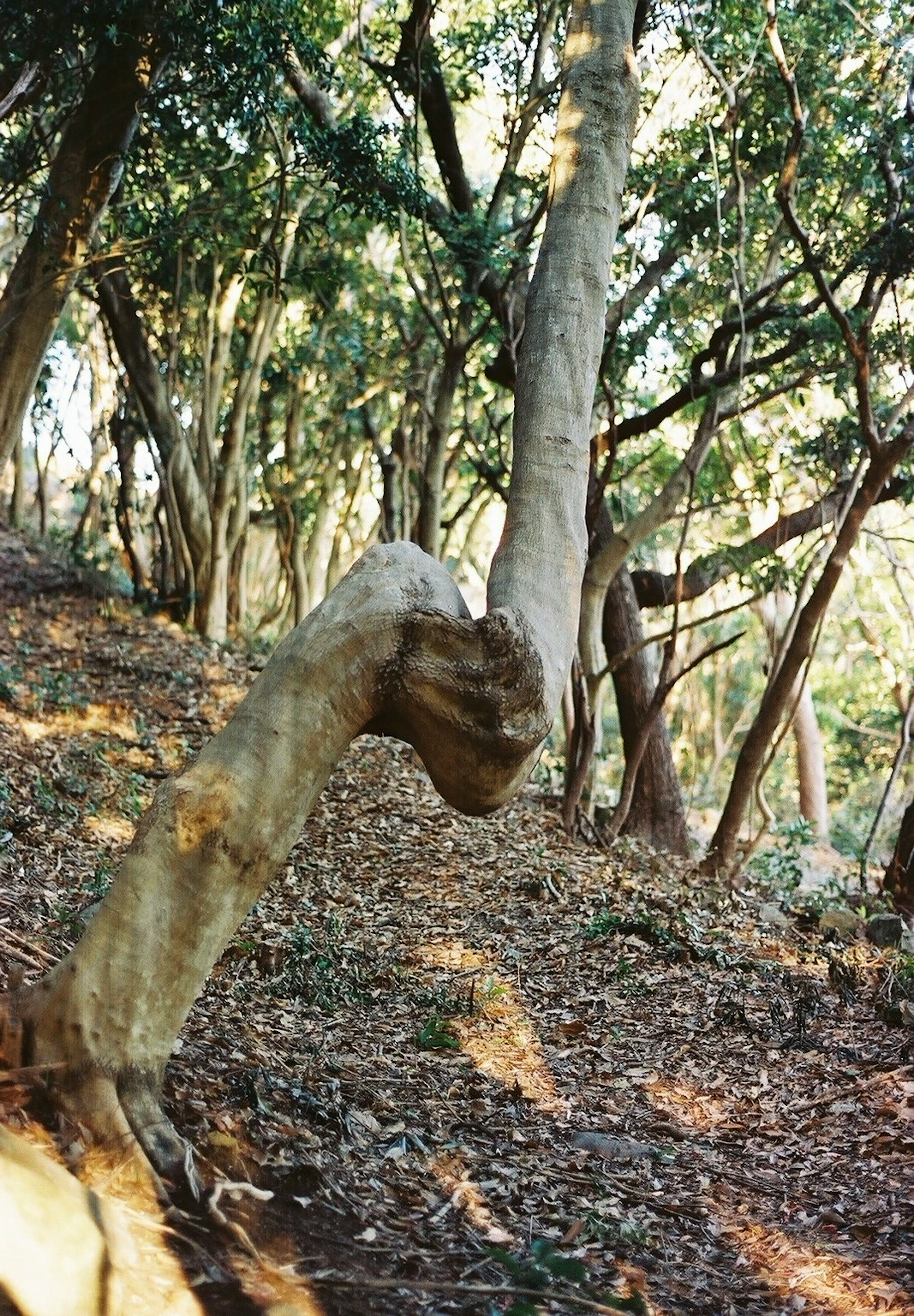 Un árbol de forma única se encuentra en un bosque