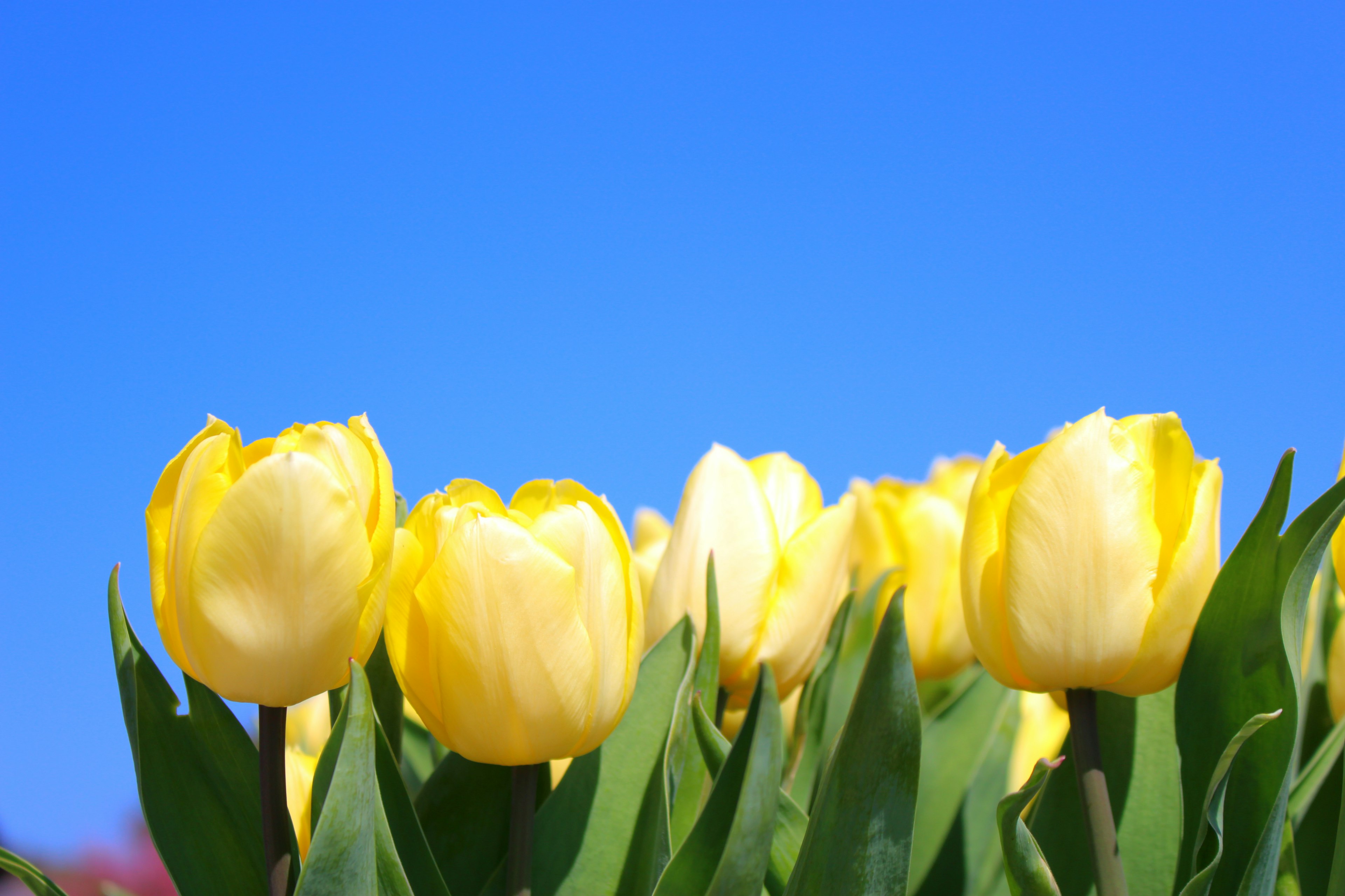 Yellow tulips blooming under a clear blue sky