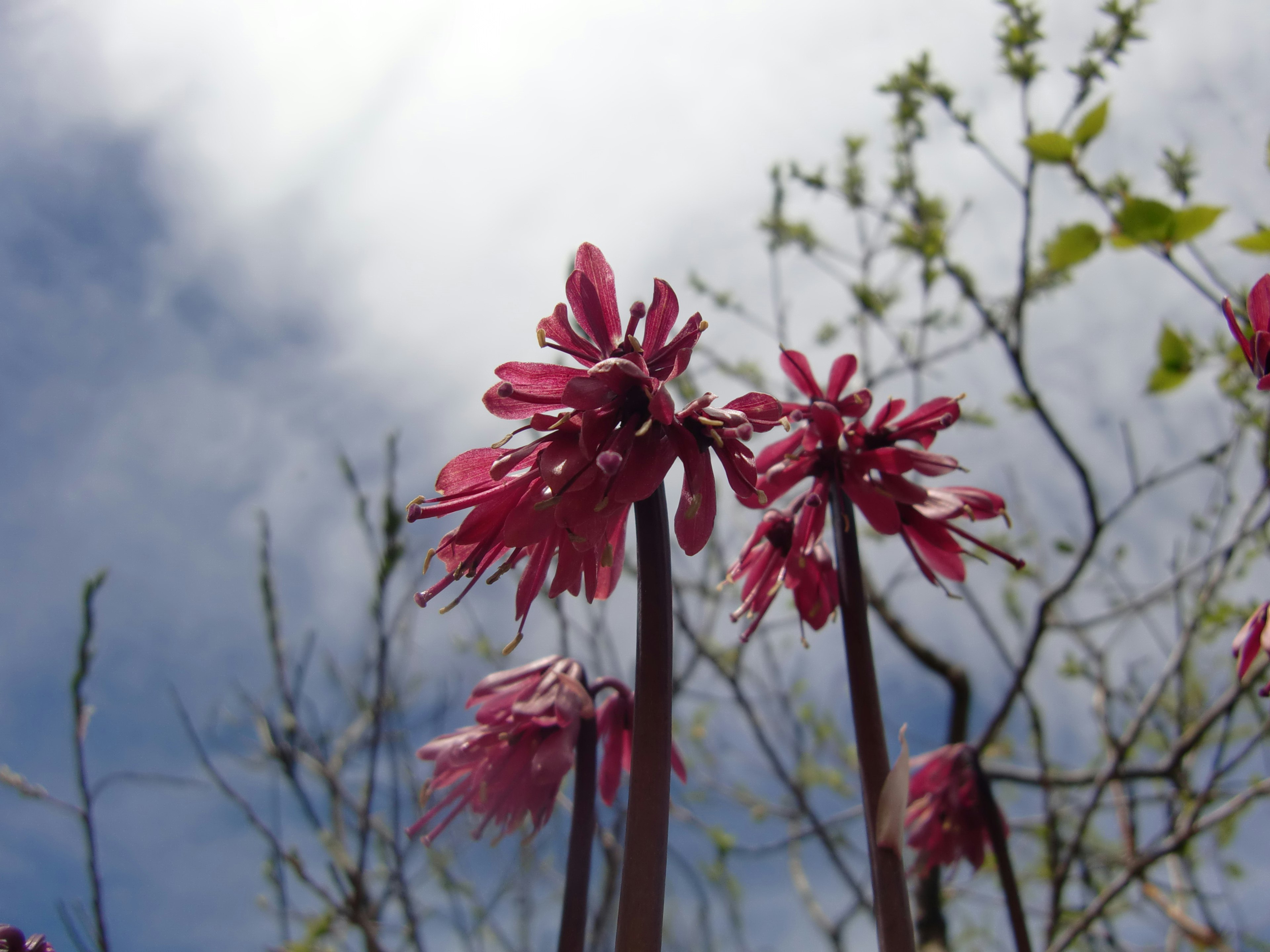 空に向かって咲くピンクの花と緑の葉が見える風景