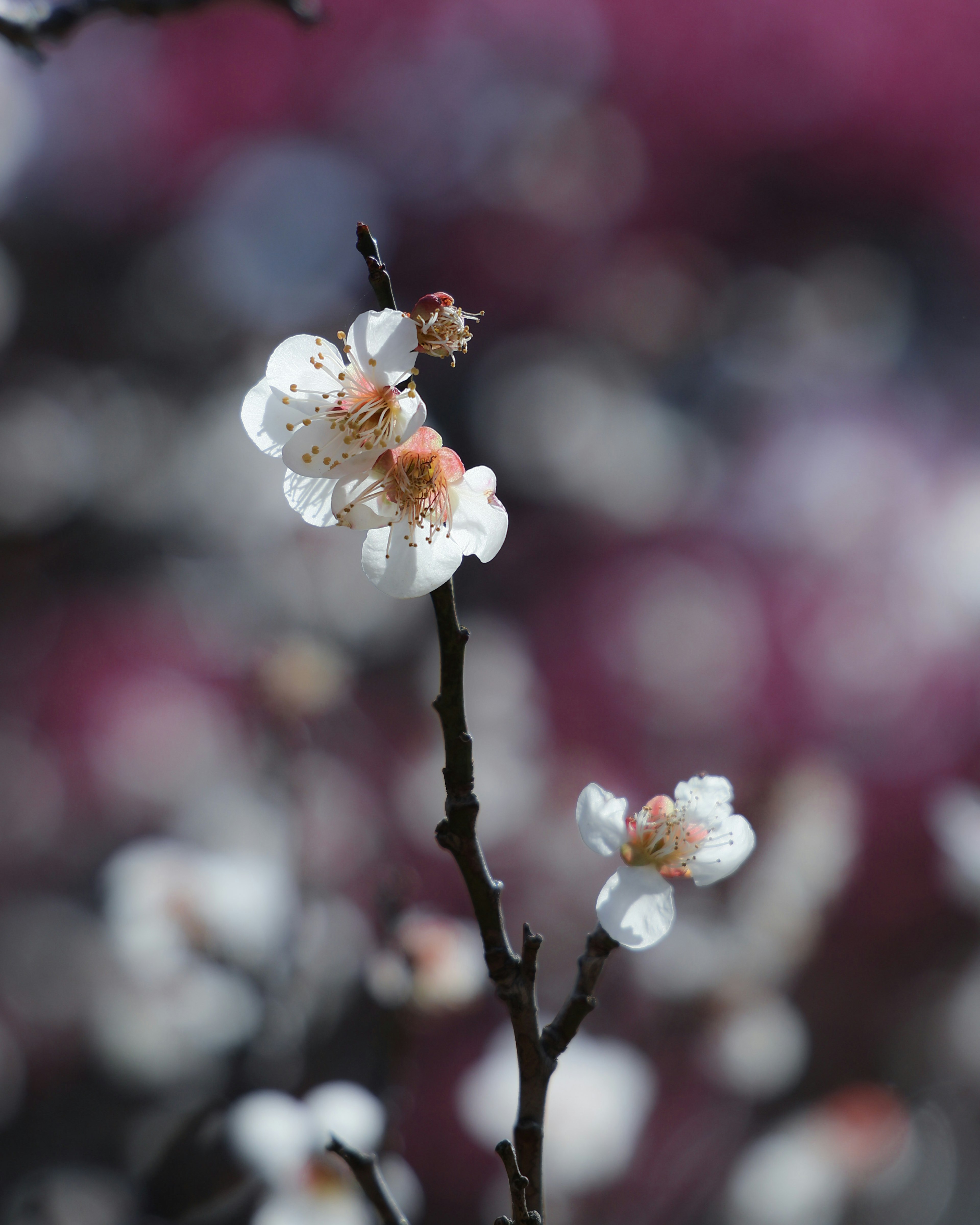 Gros plan sur des fleurs de prunier blanches avec un arrière-plan flou