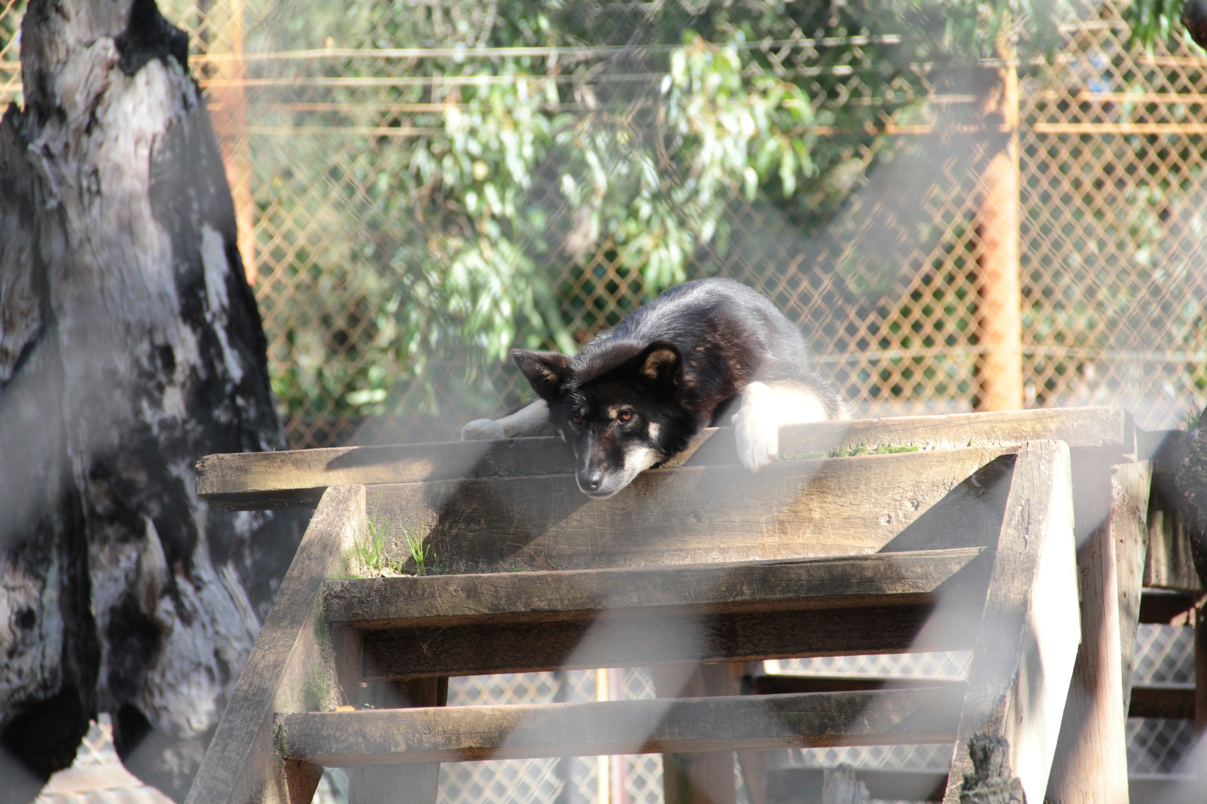 Un chien noir et blanc reposant sur une plateforme en bois derrière une clôture