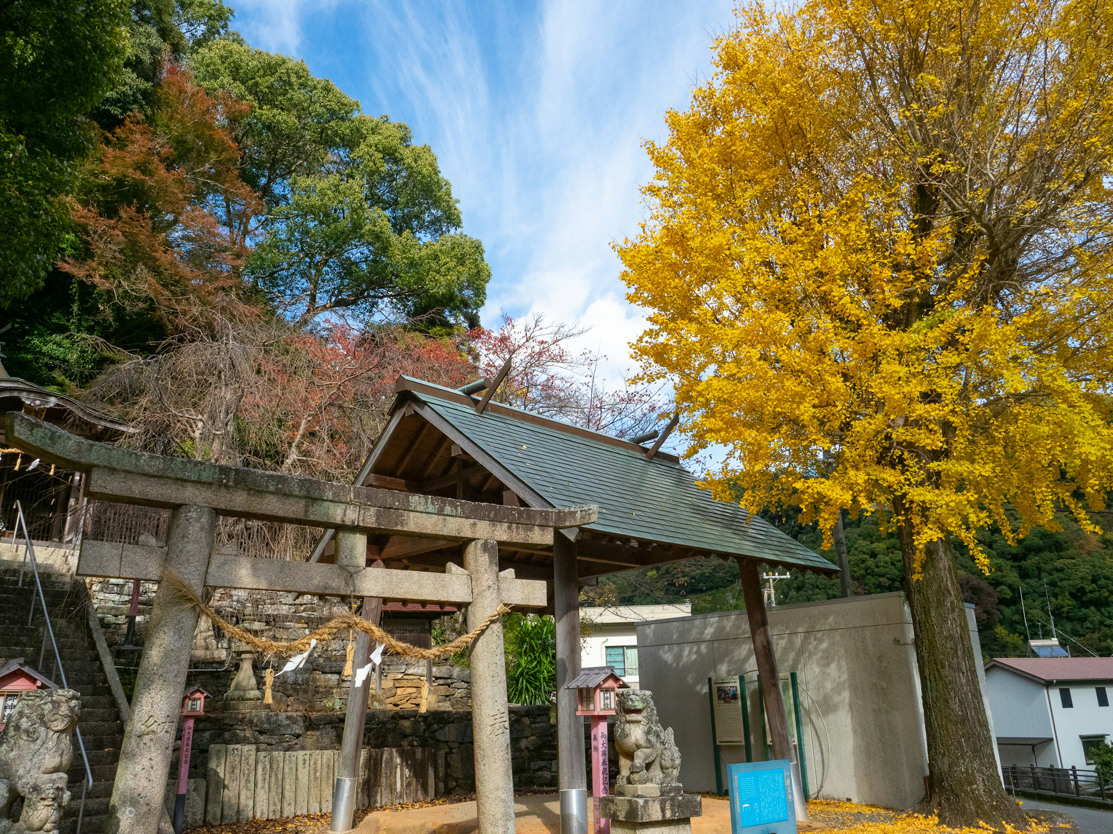 秋天的风景，黄色的银杏树和神社门