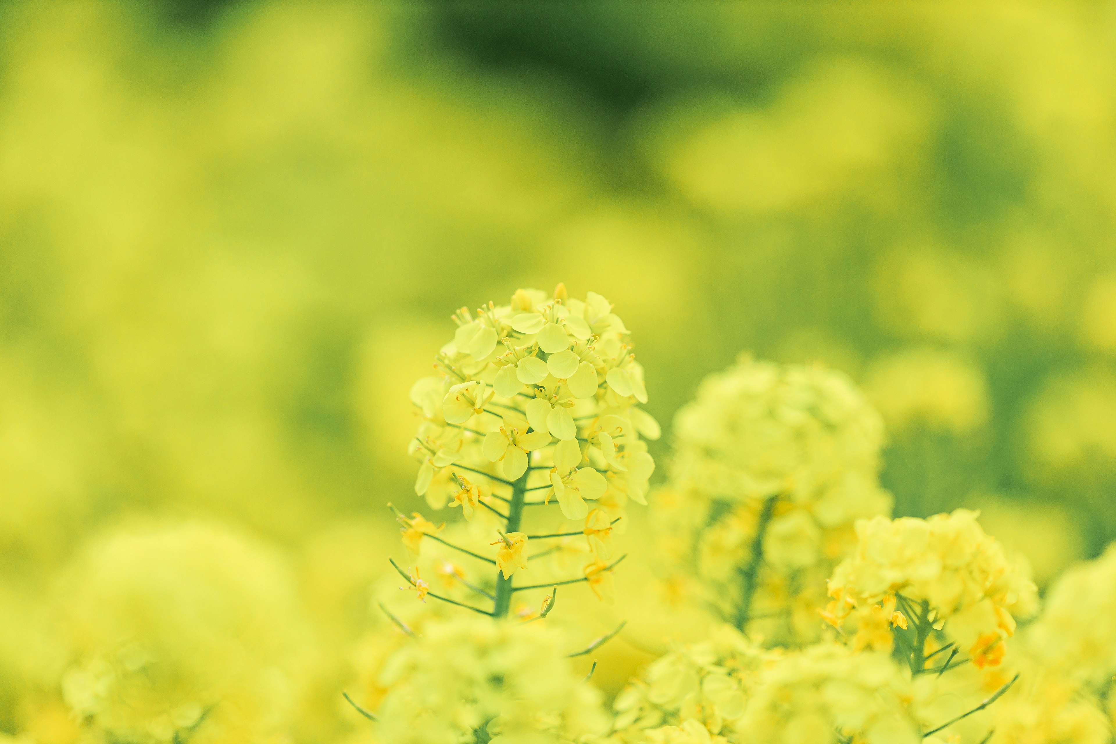 Gambar bunga kuning yang kabur di ladang