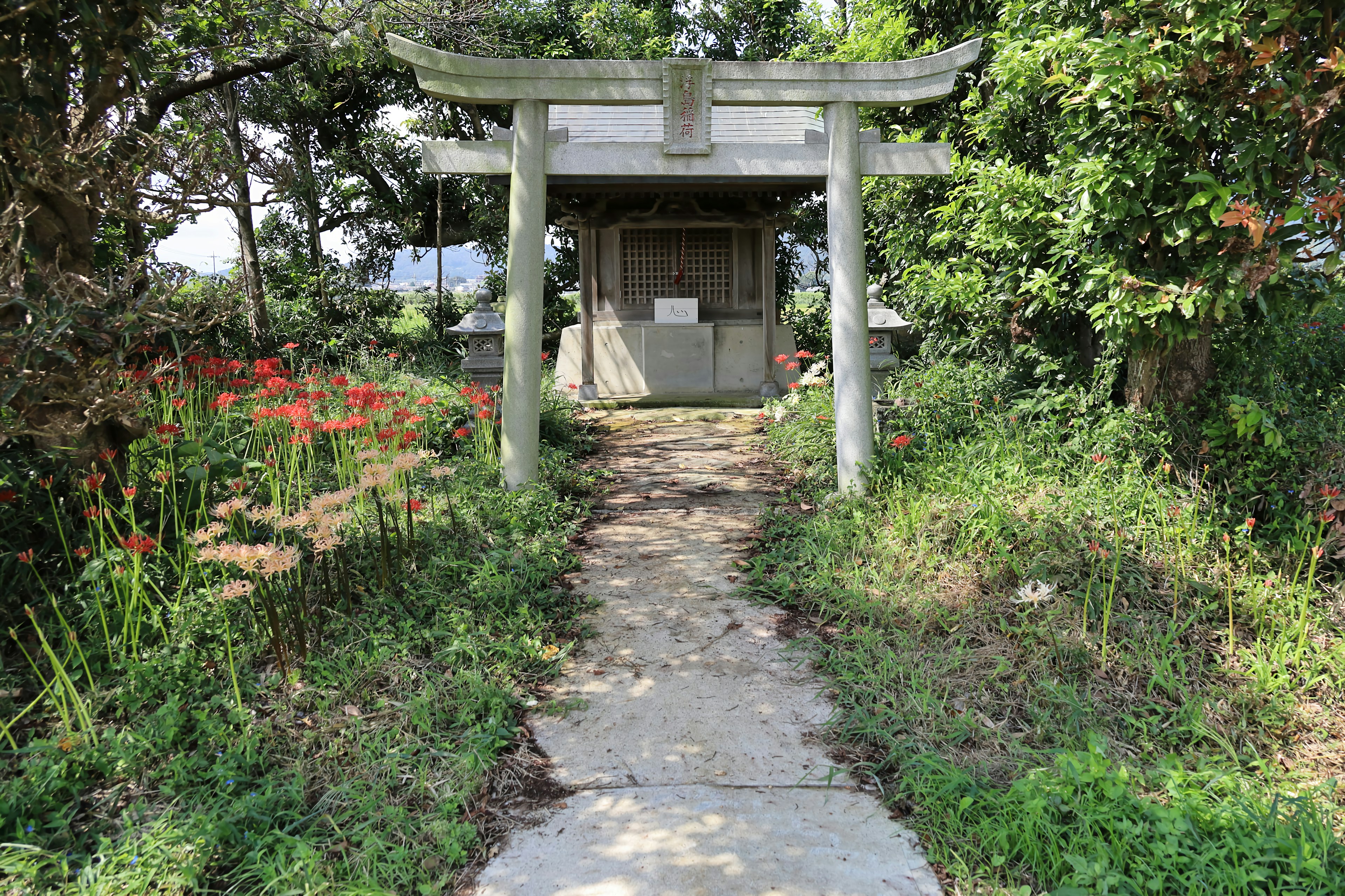 Portail torii menant à un sanctuaire avec une végétation environnante