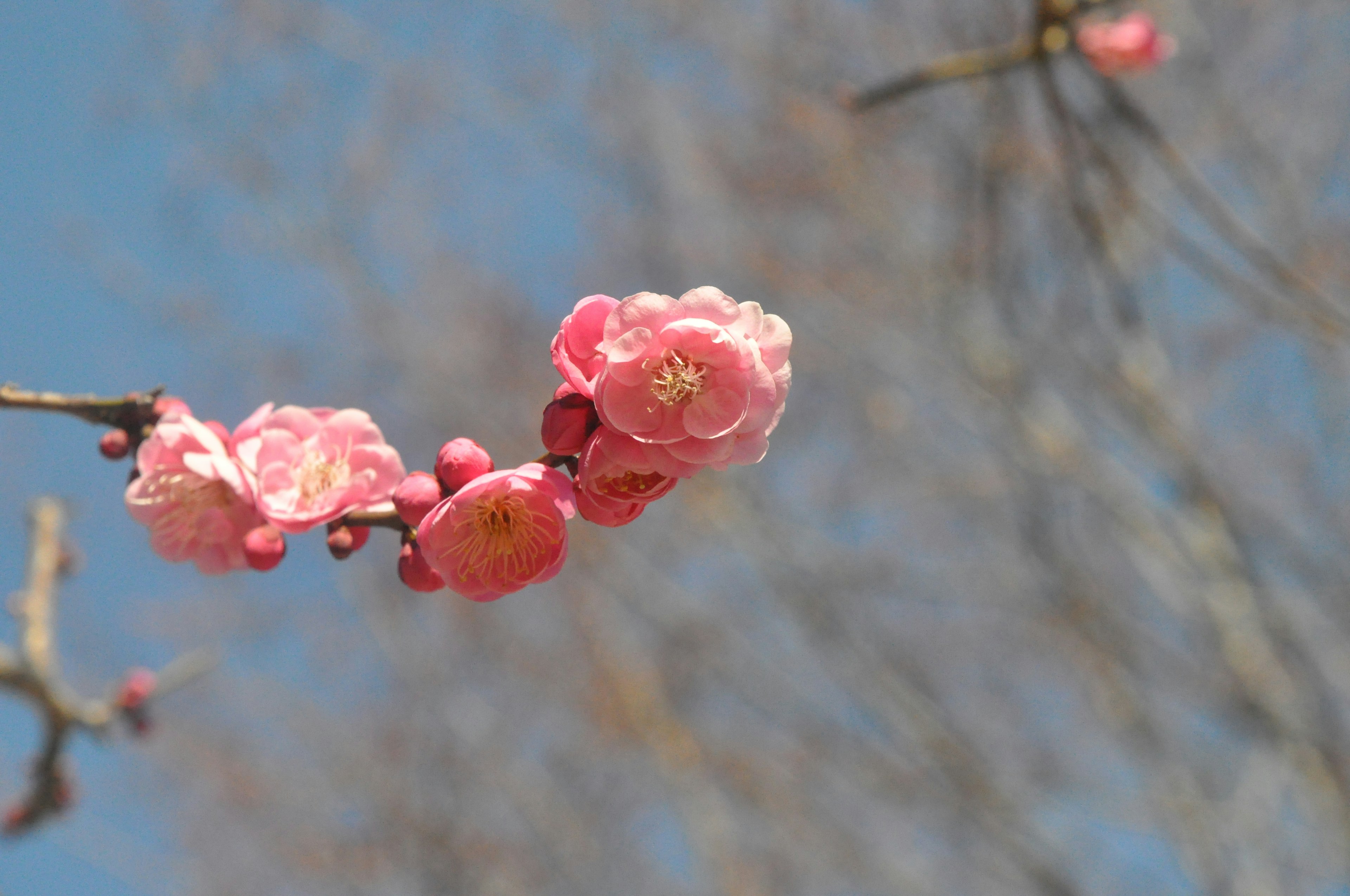 Branch with pink flowers blooming under blue sky