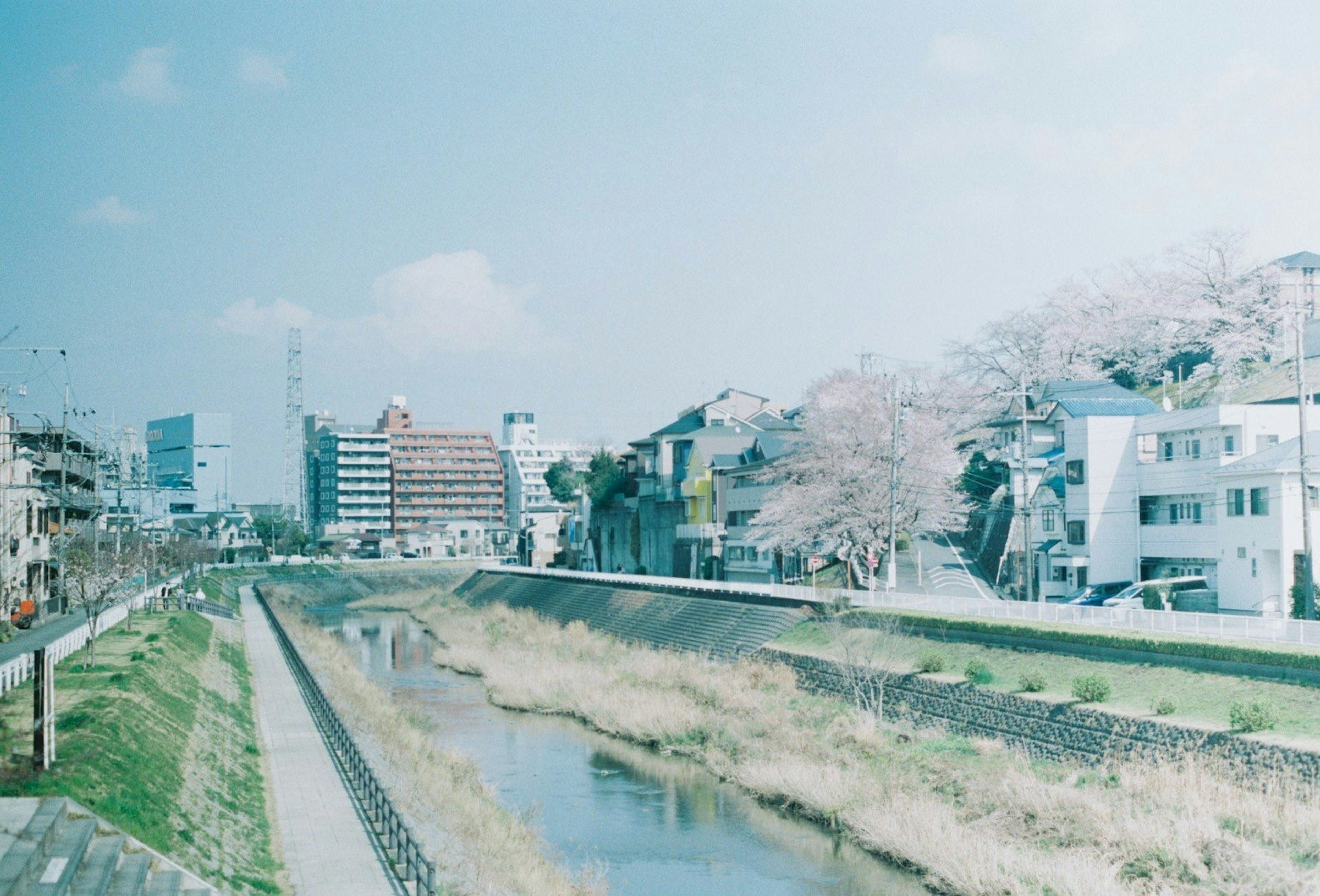 Scenic riverside view with blooming cherry trees and buildings