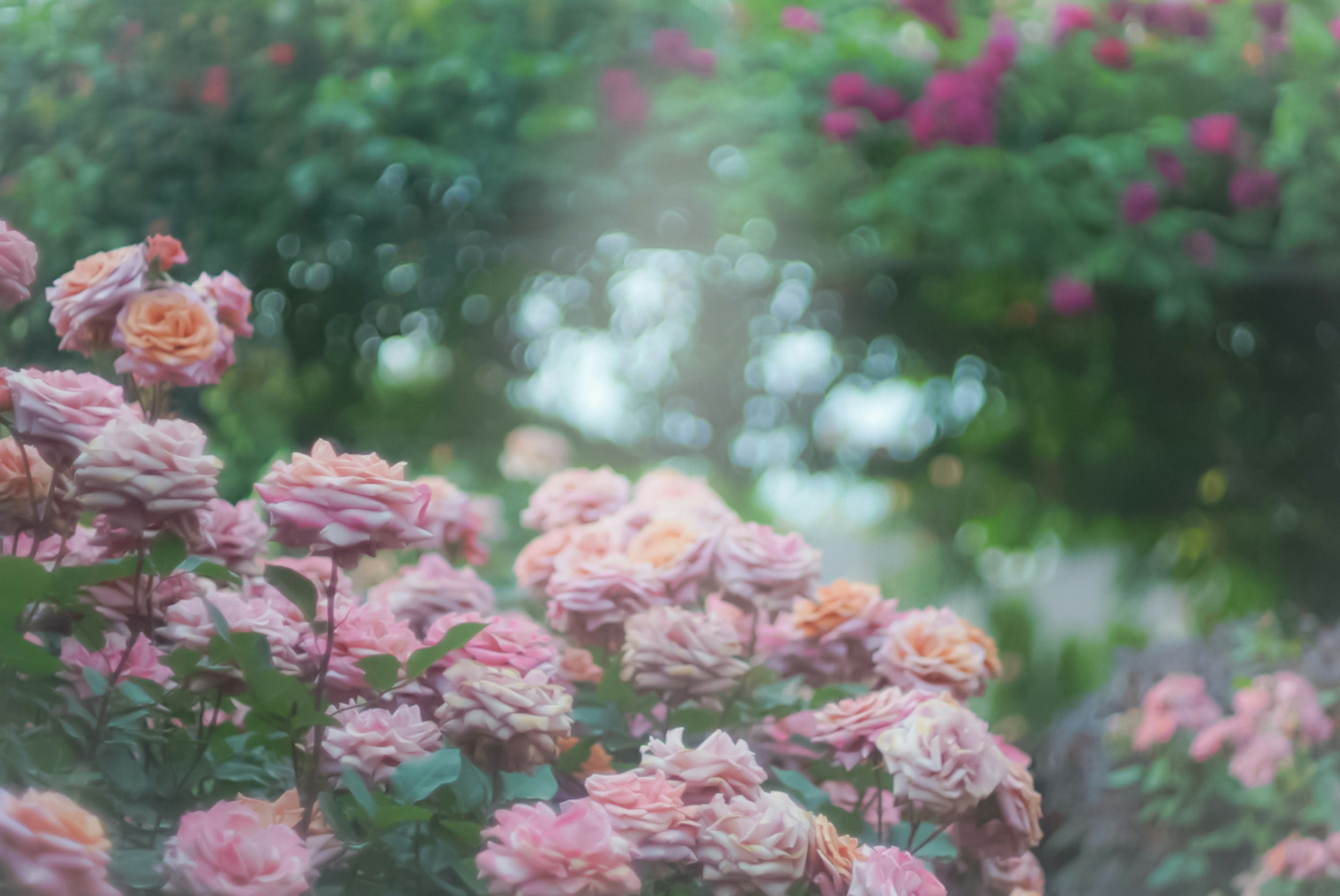 Eine Gartenszene mit blühenden rosa Rosen und Grün