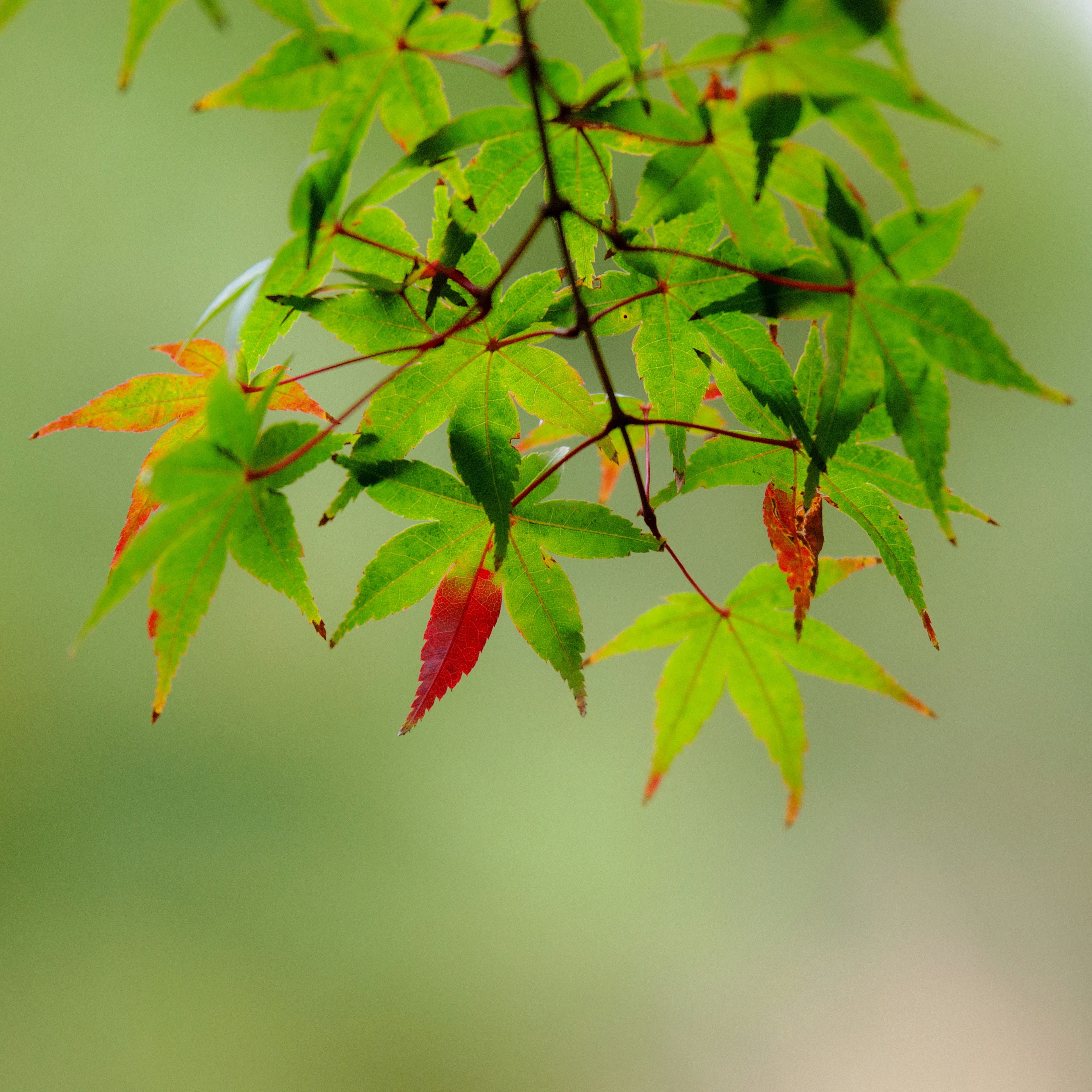 Close-up of a branch with green and red leaves