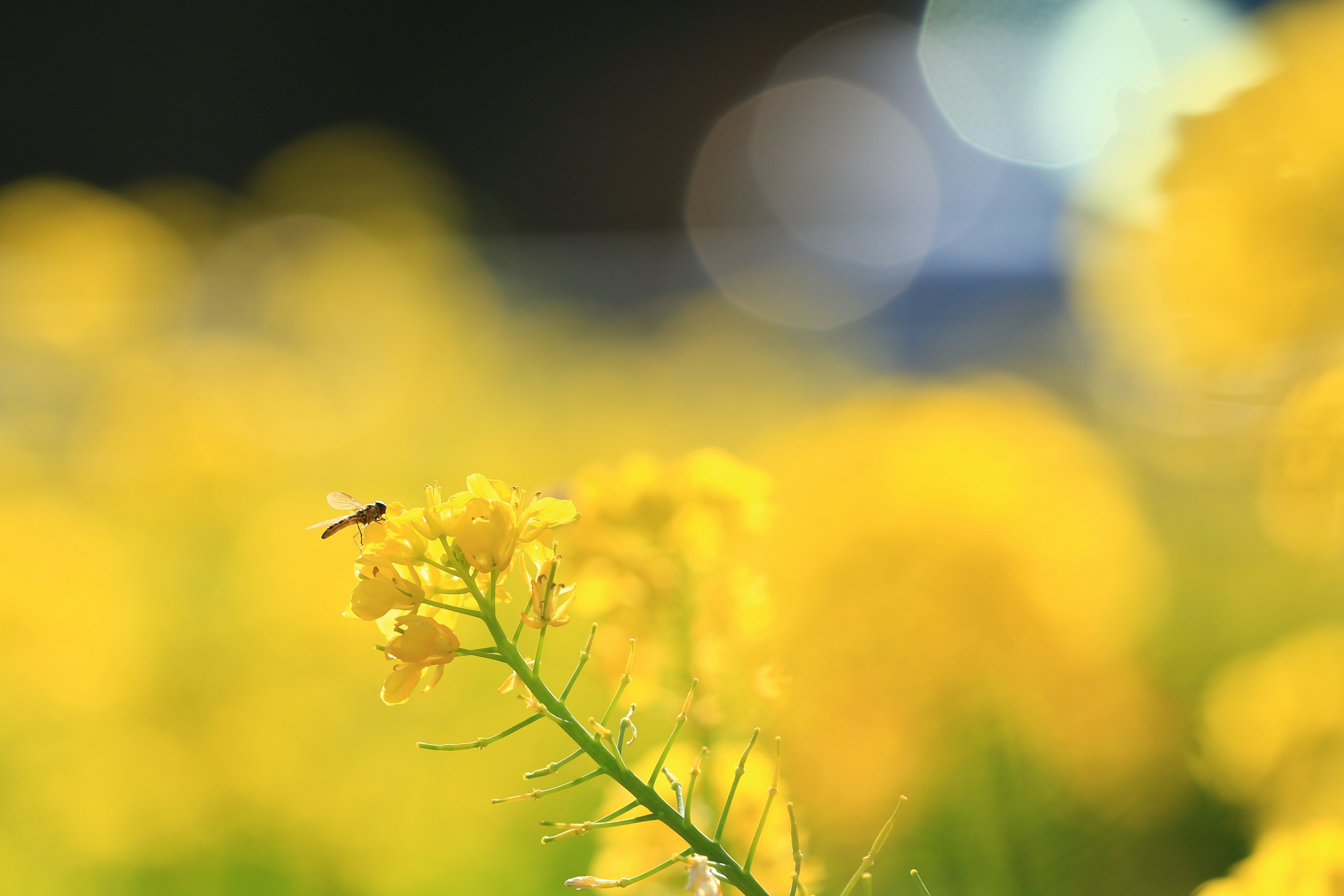 Vibrant yellow flower with a blurred yellow flower field in the background