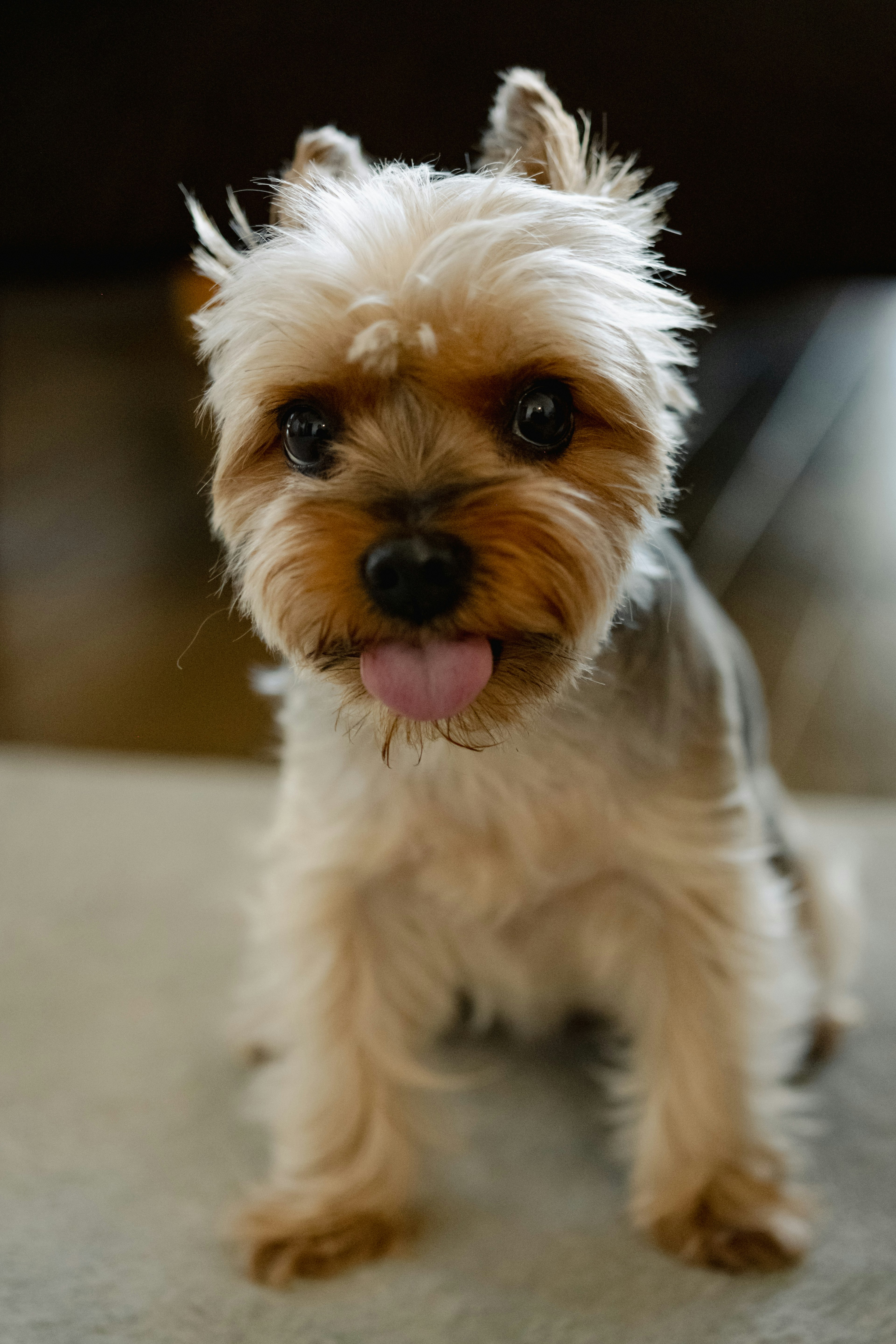 Piccolo e carino Yorkshire Terrier con la lingua di fuori